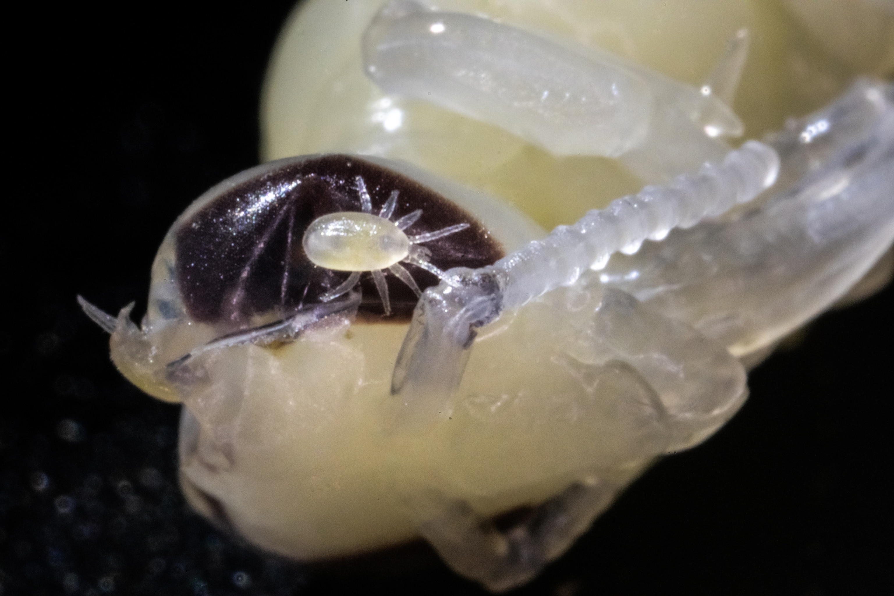 A mite is seen crawling on a bee