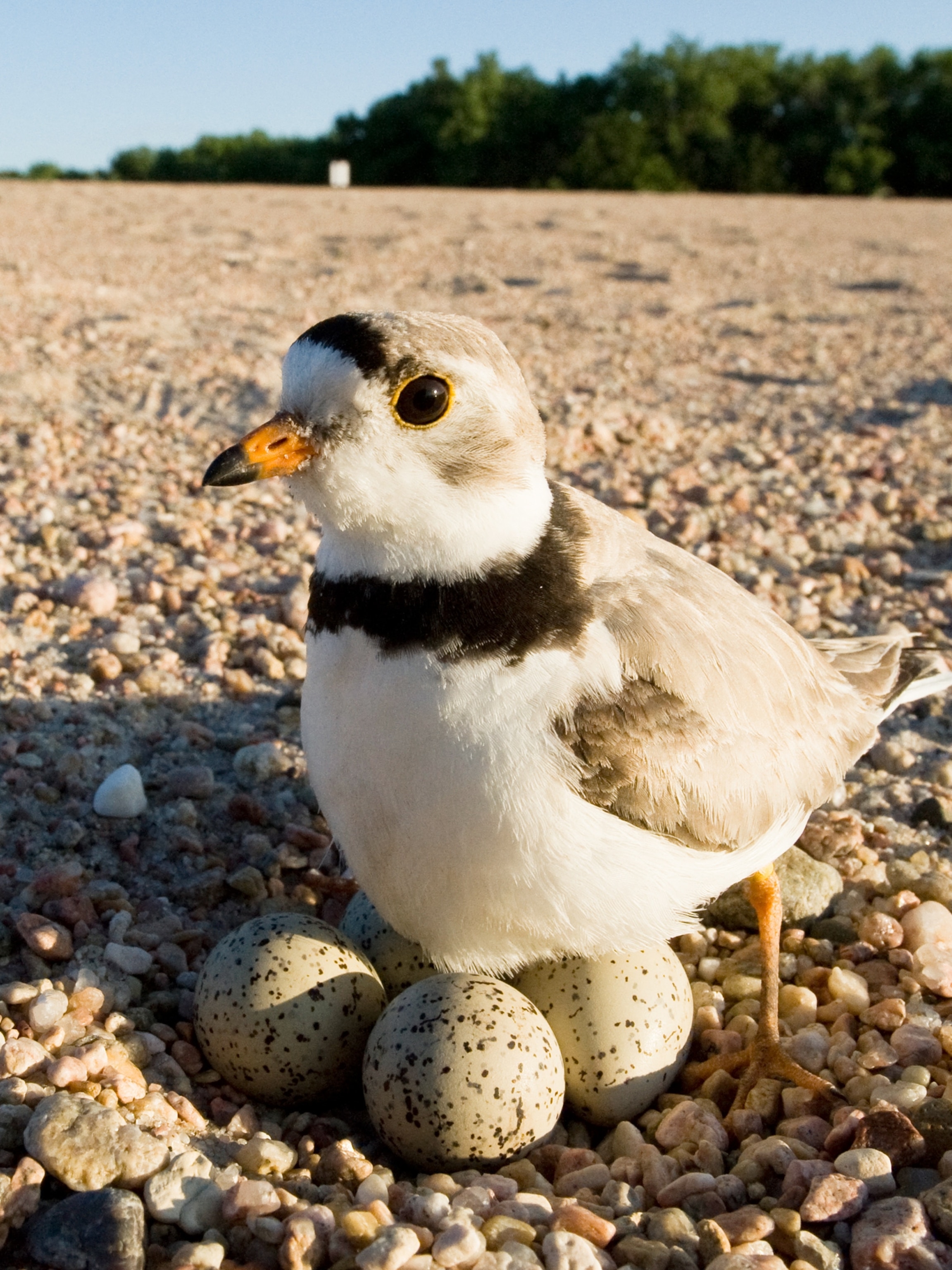 A piping plover with eggs on a beach.
