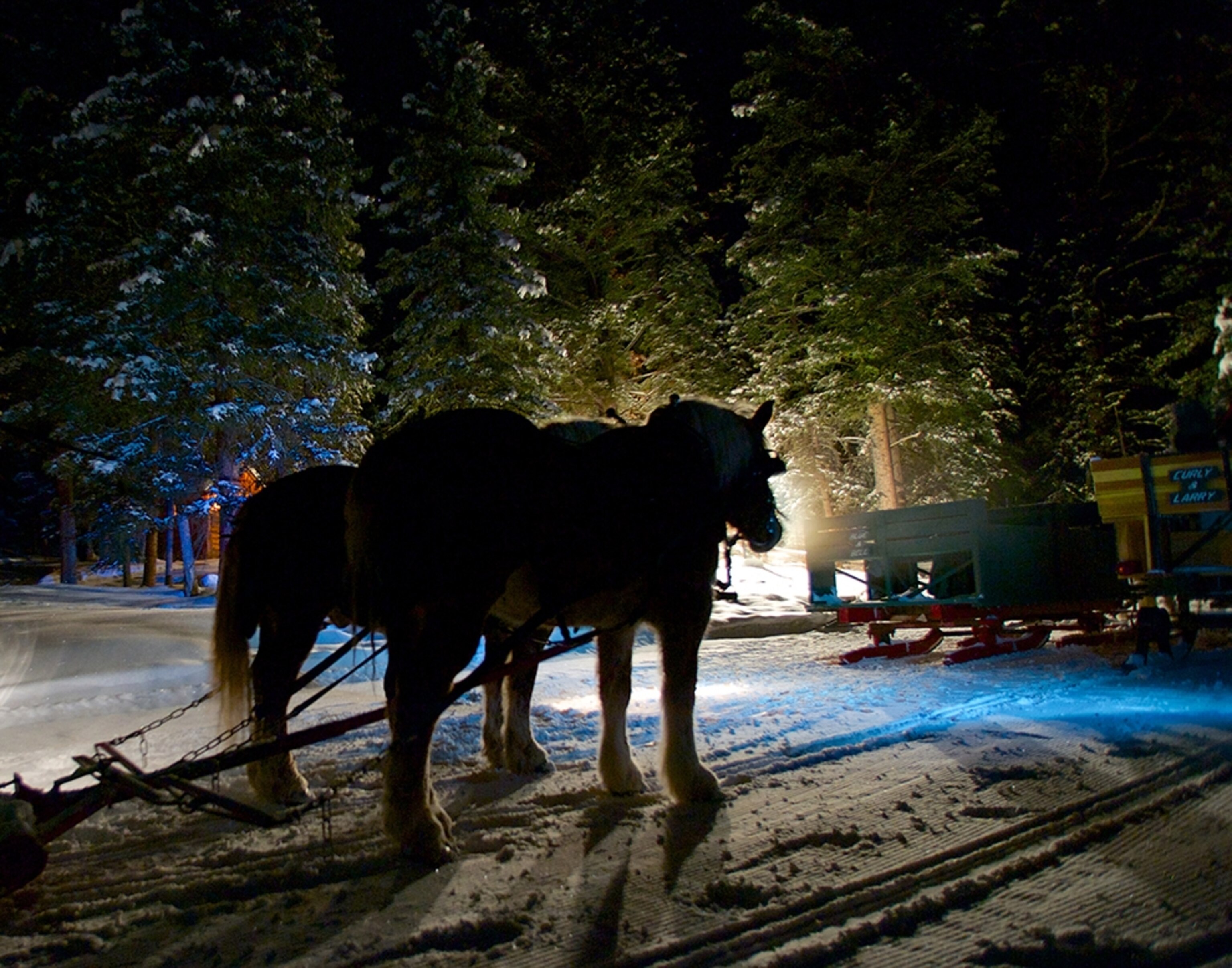 horses at the Sleighride dinner at 750 Lone Mountain Ranch, Gallatin Gateway, Montana