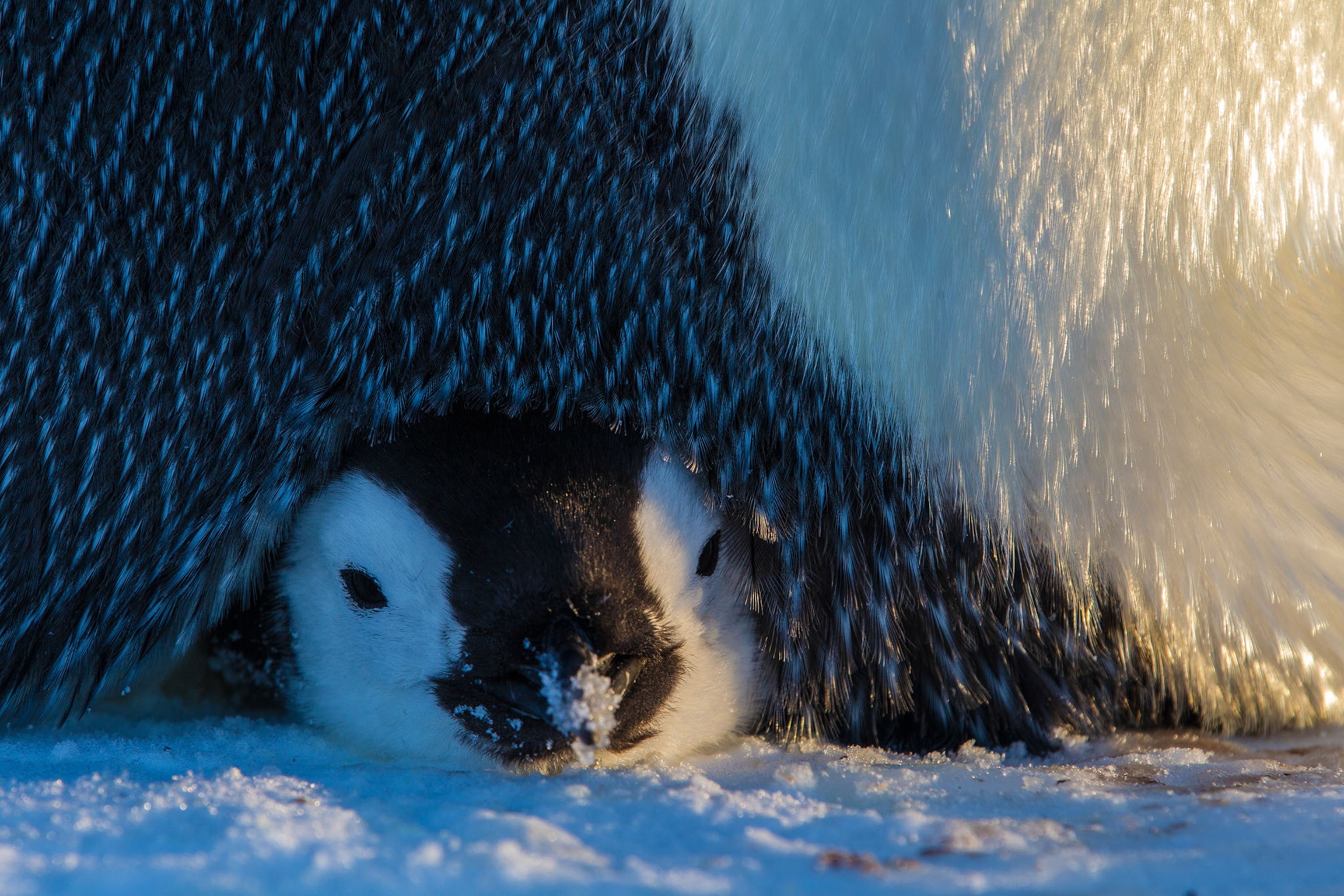 penguin chick