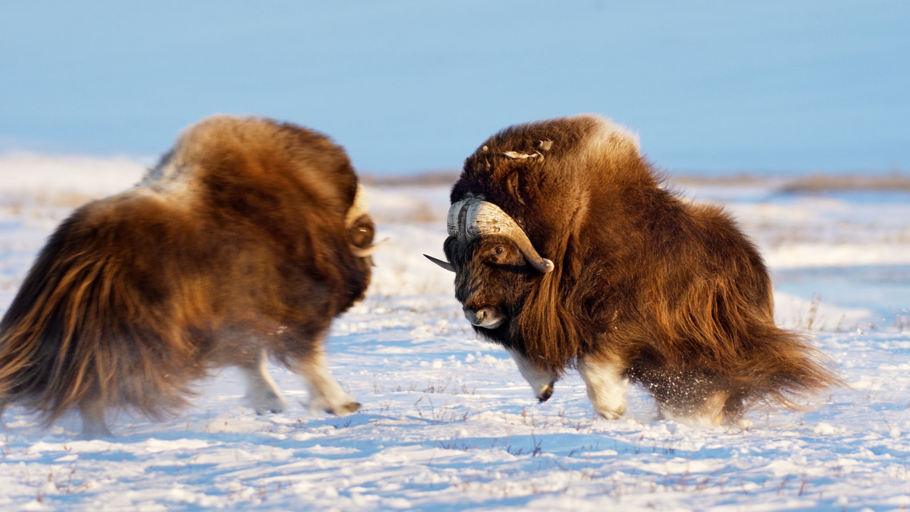 two bull muskox fighting off against each other on snowy land