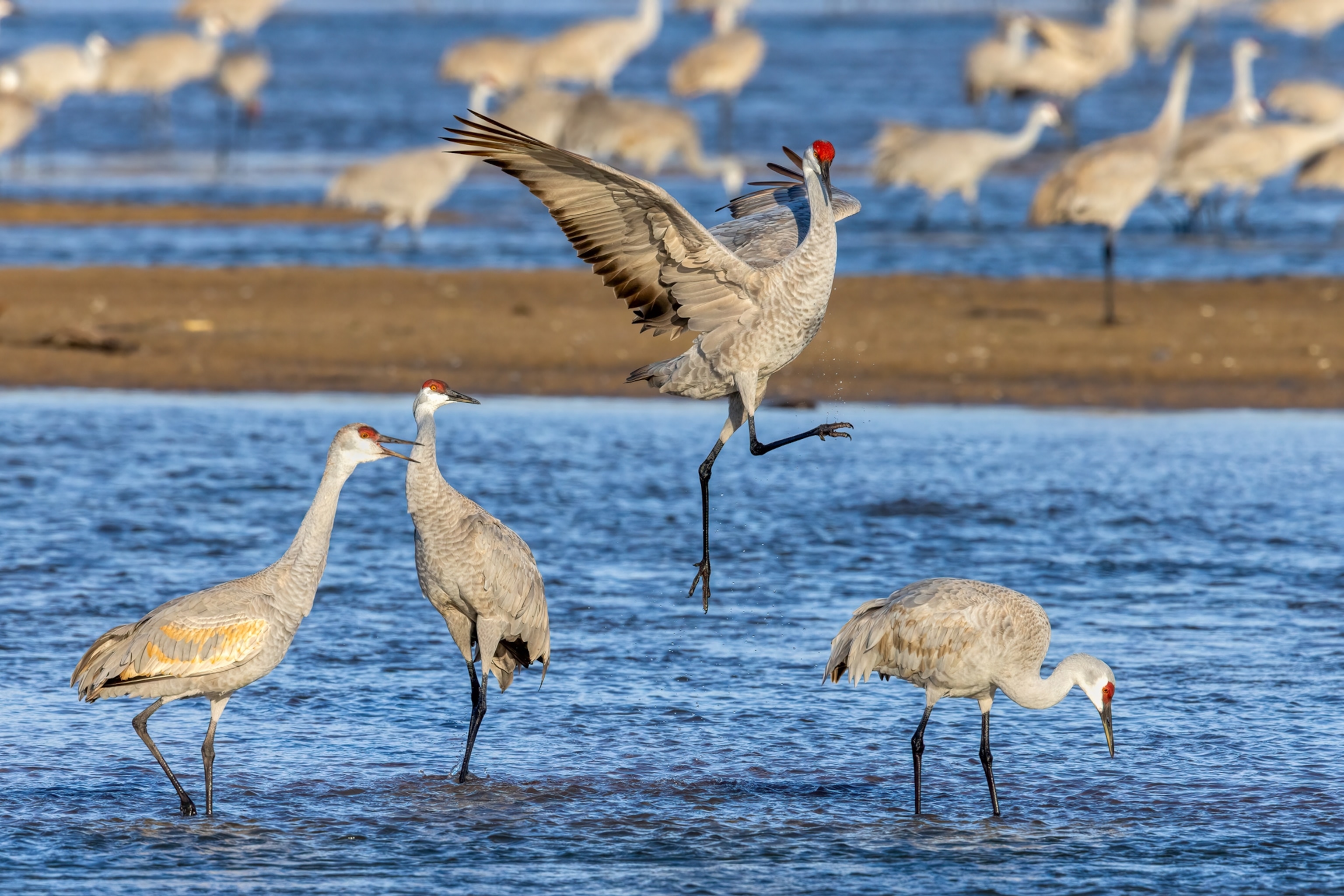 A bird jumps above the waterline with its wings expanded
