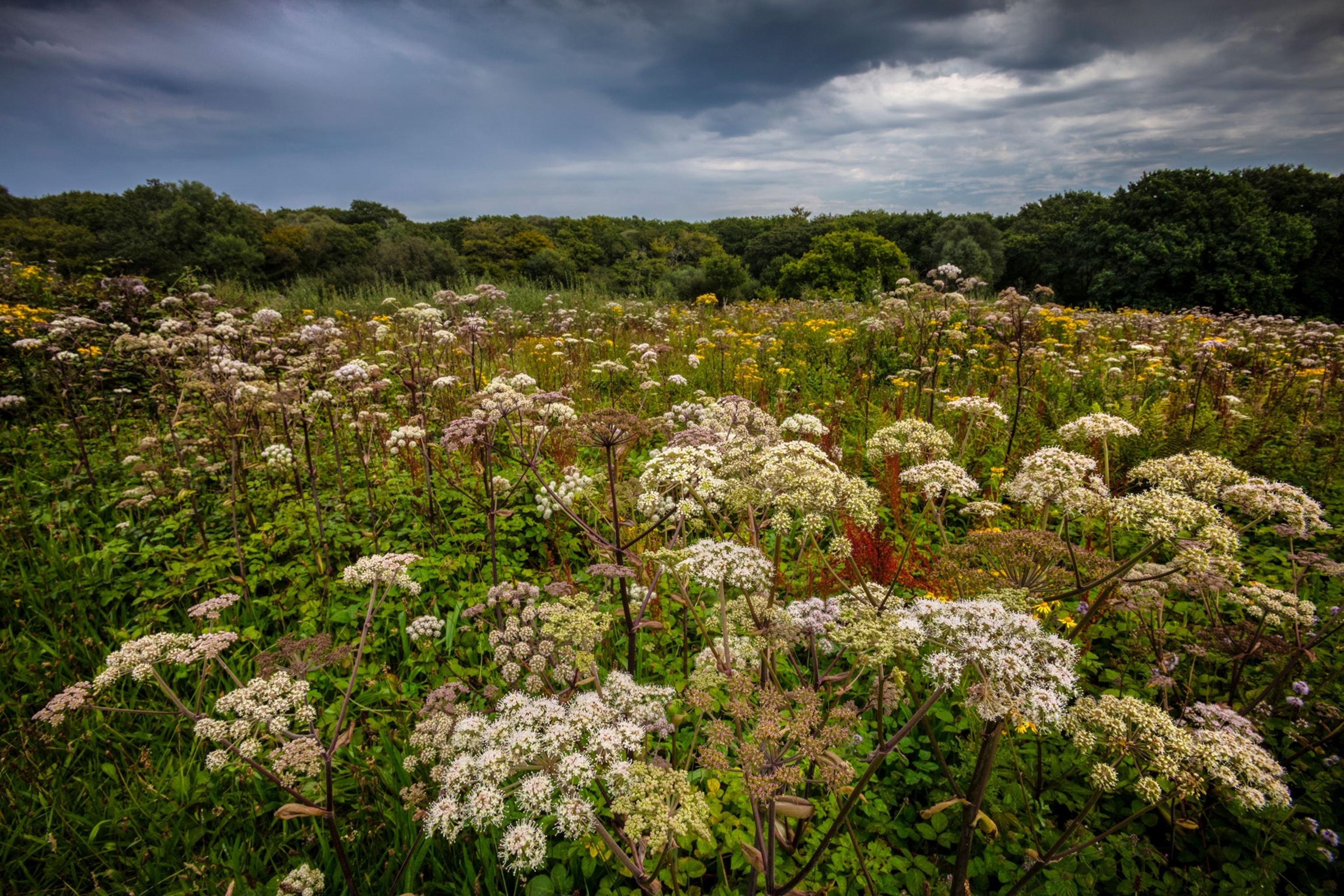 a meadow