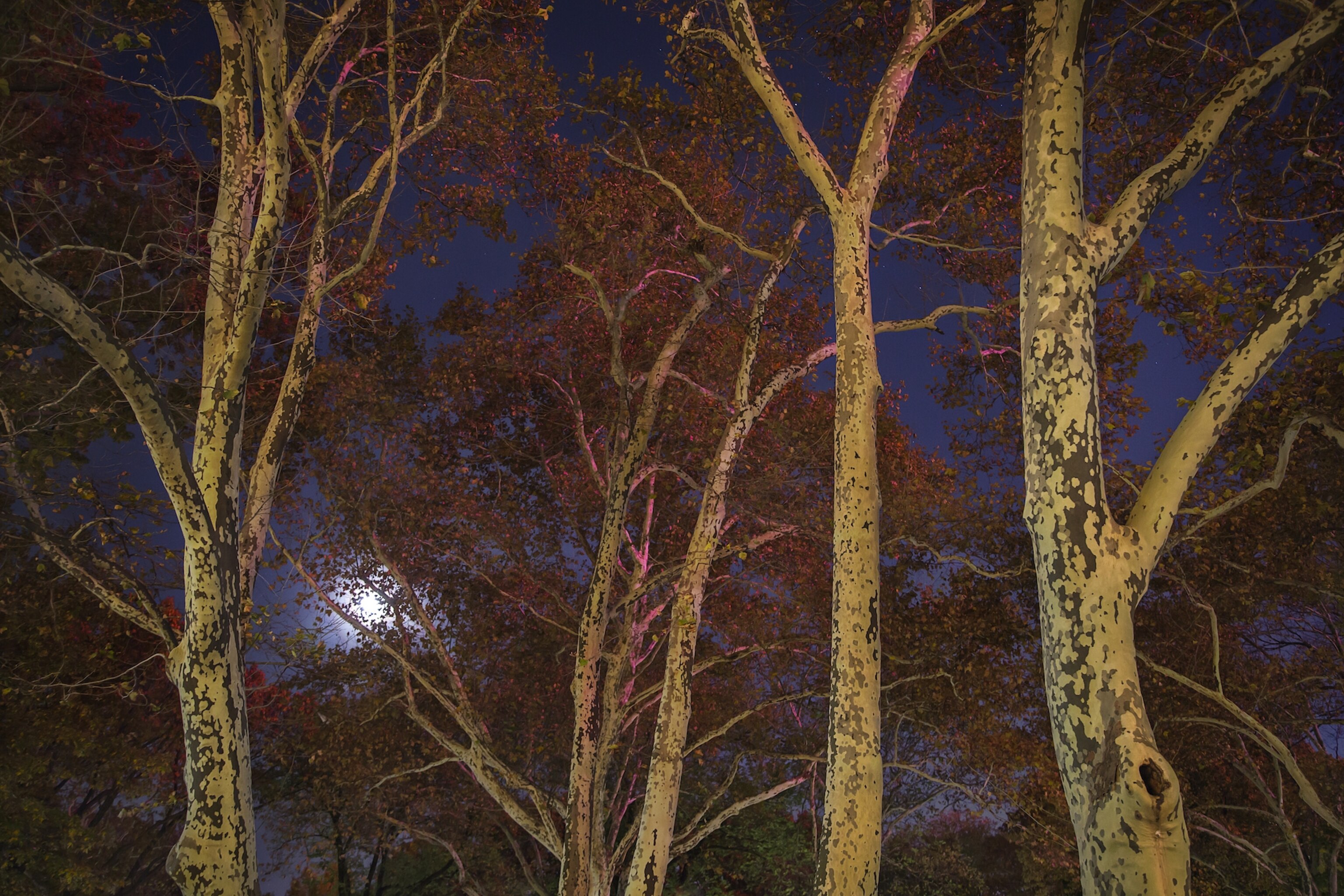 tree in New York City at night