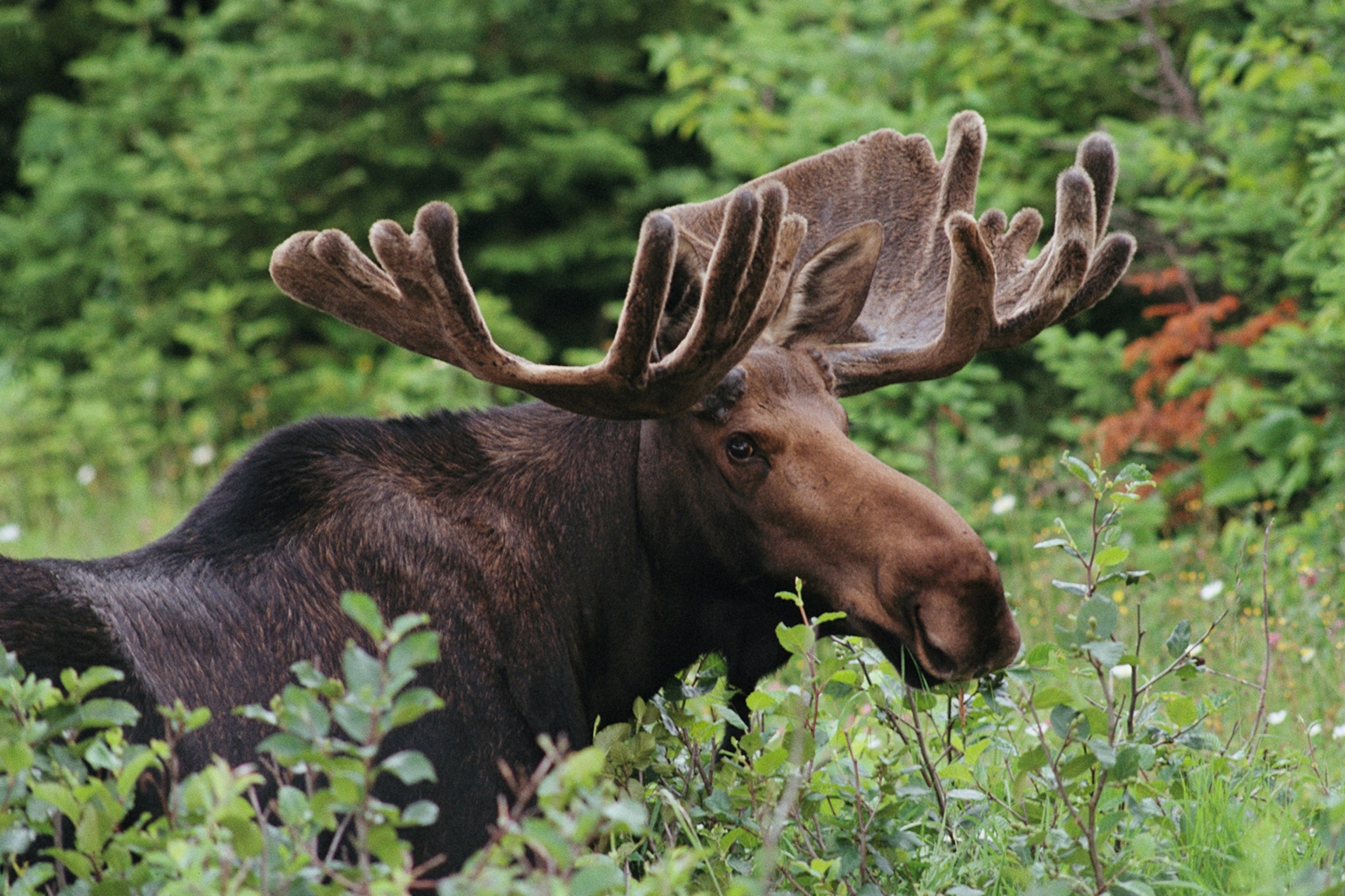 a moose in Cape Breton Highlands National Park