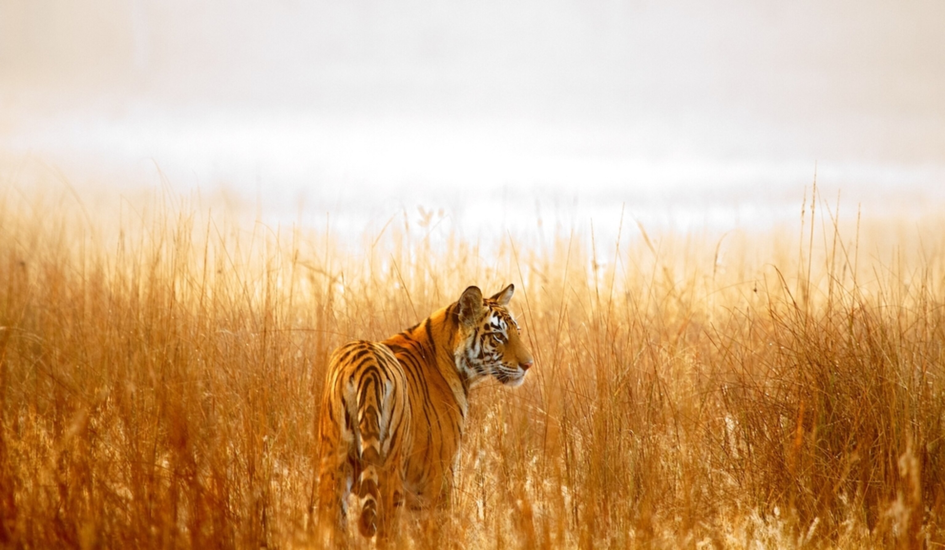 a tiger in reeds in India