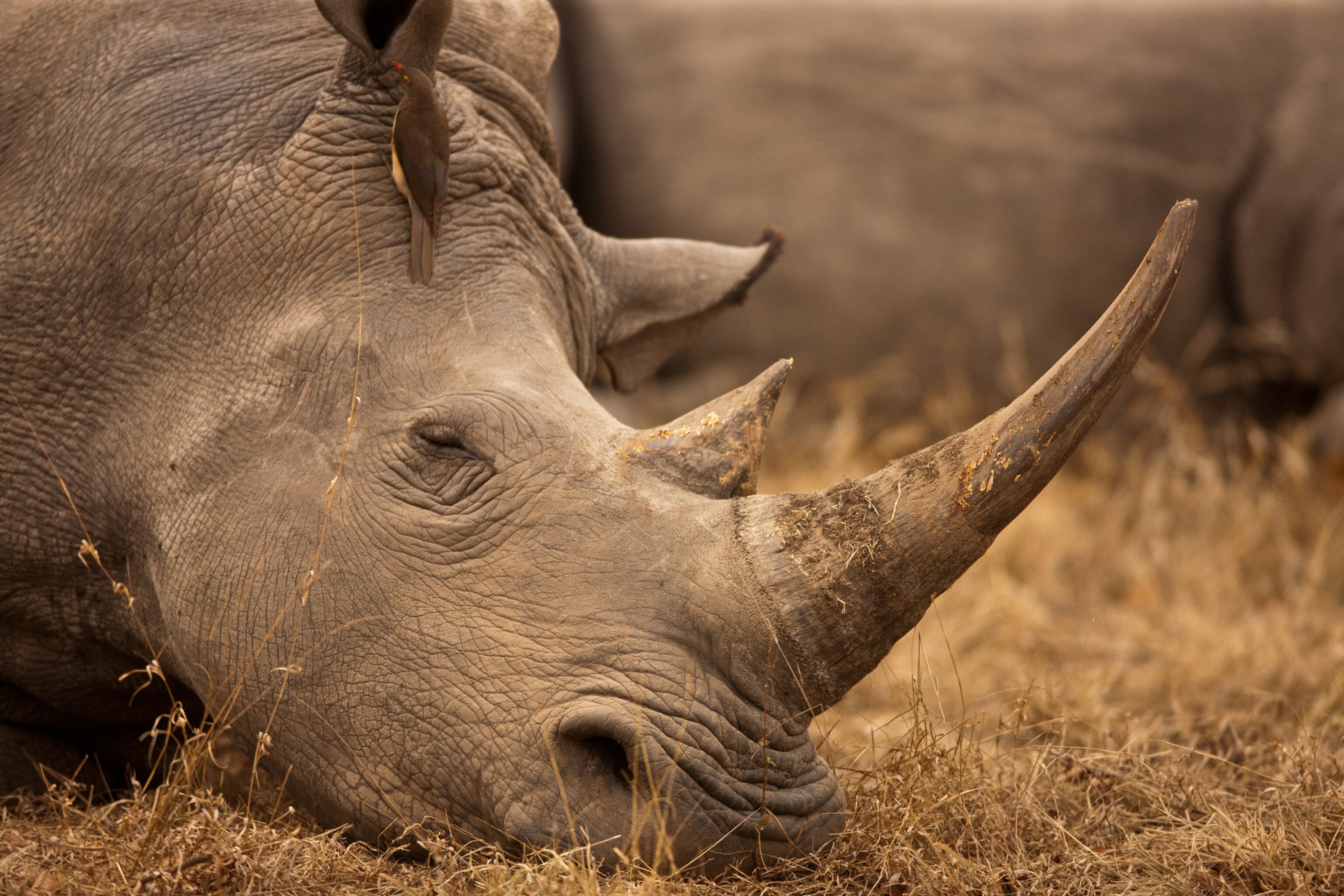 a rhino at sunset in Botswana.