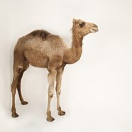 Camel