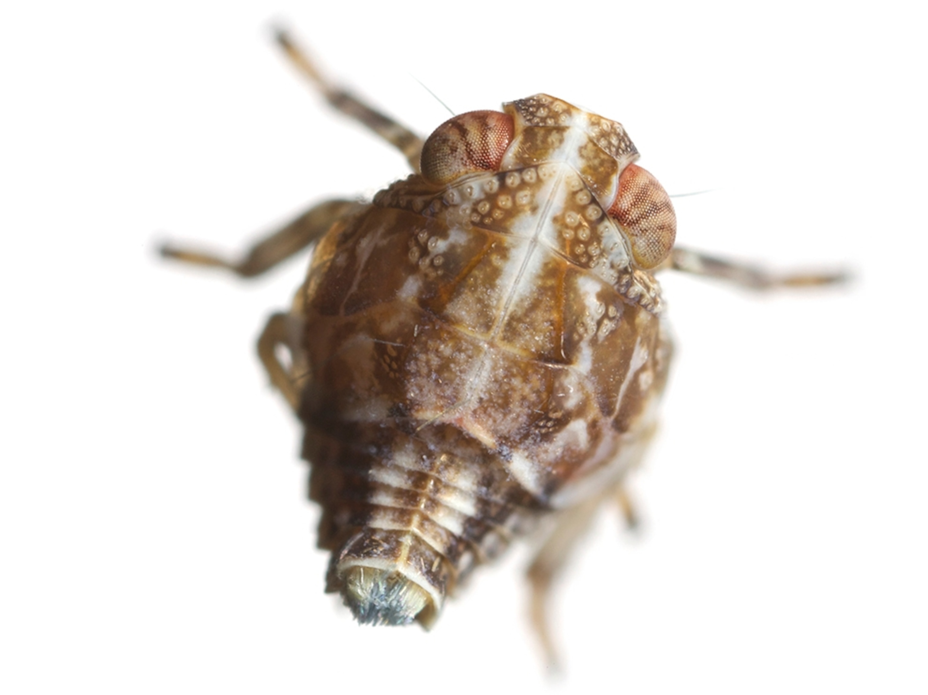 Common Name: Atylana Plant Hopper, Scientific Name: Atylana sp., Magnification: 5x,