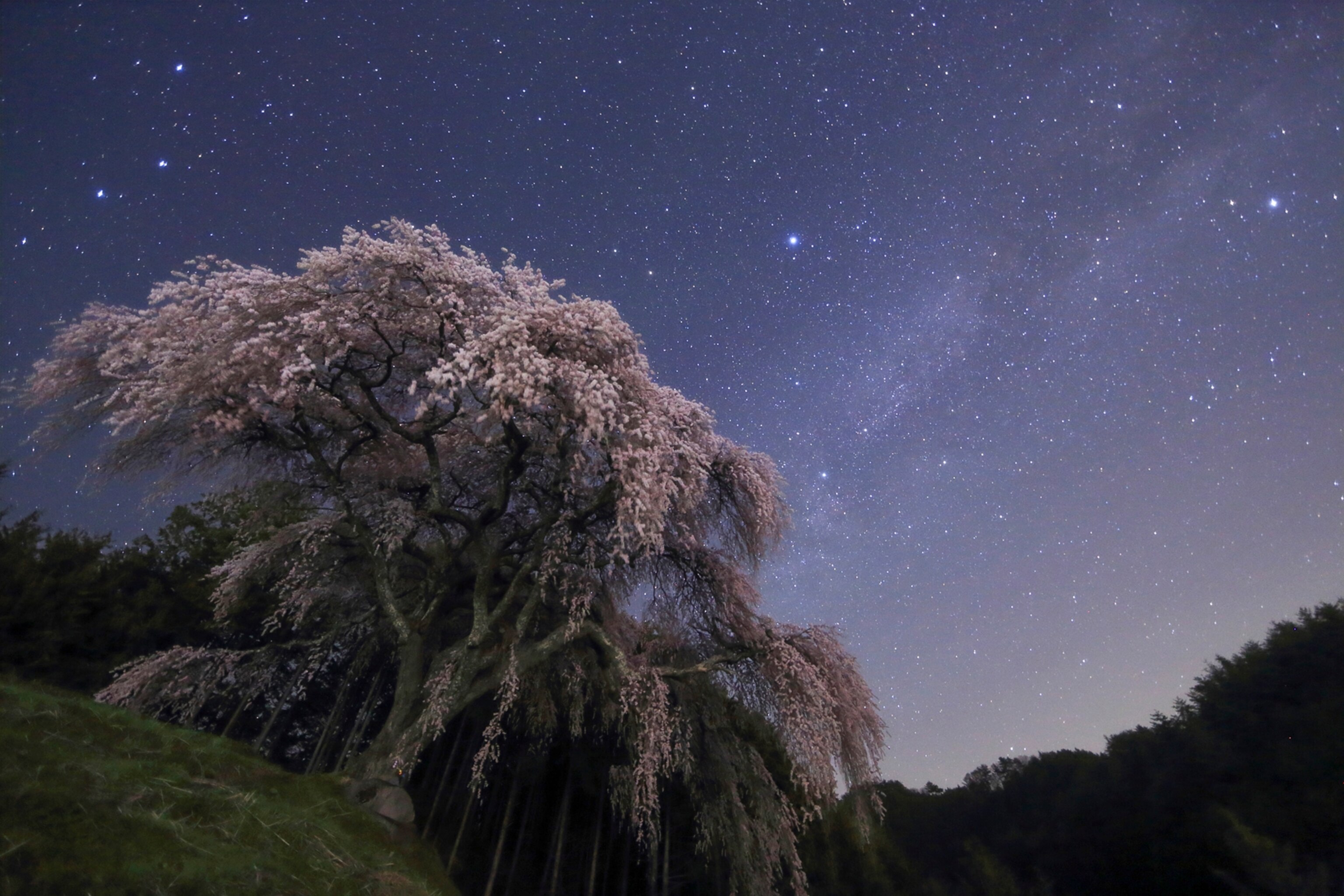 a cherry blossom tree in Japan, against the night sky.