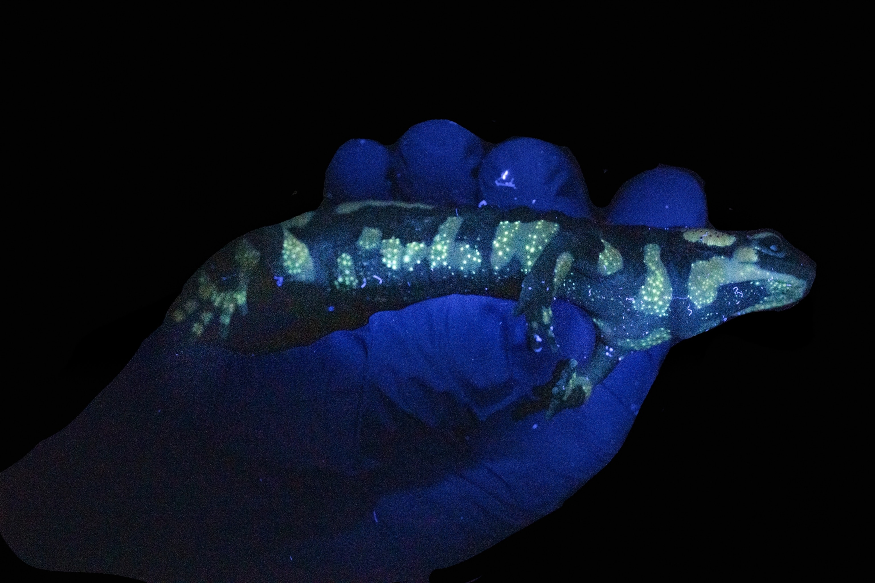A yellow and black salamander on a blue glove bathed in ultraviolet light reveals a constellation of green-blue lights.