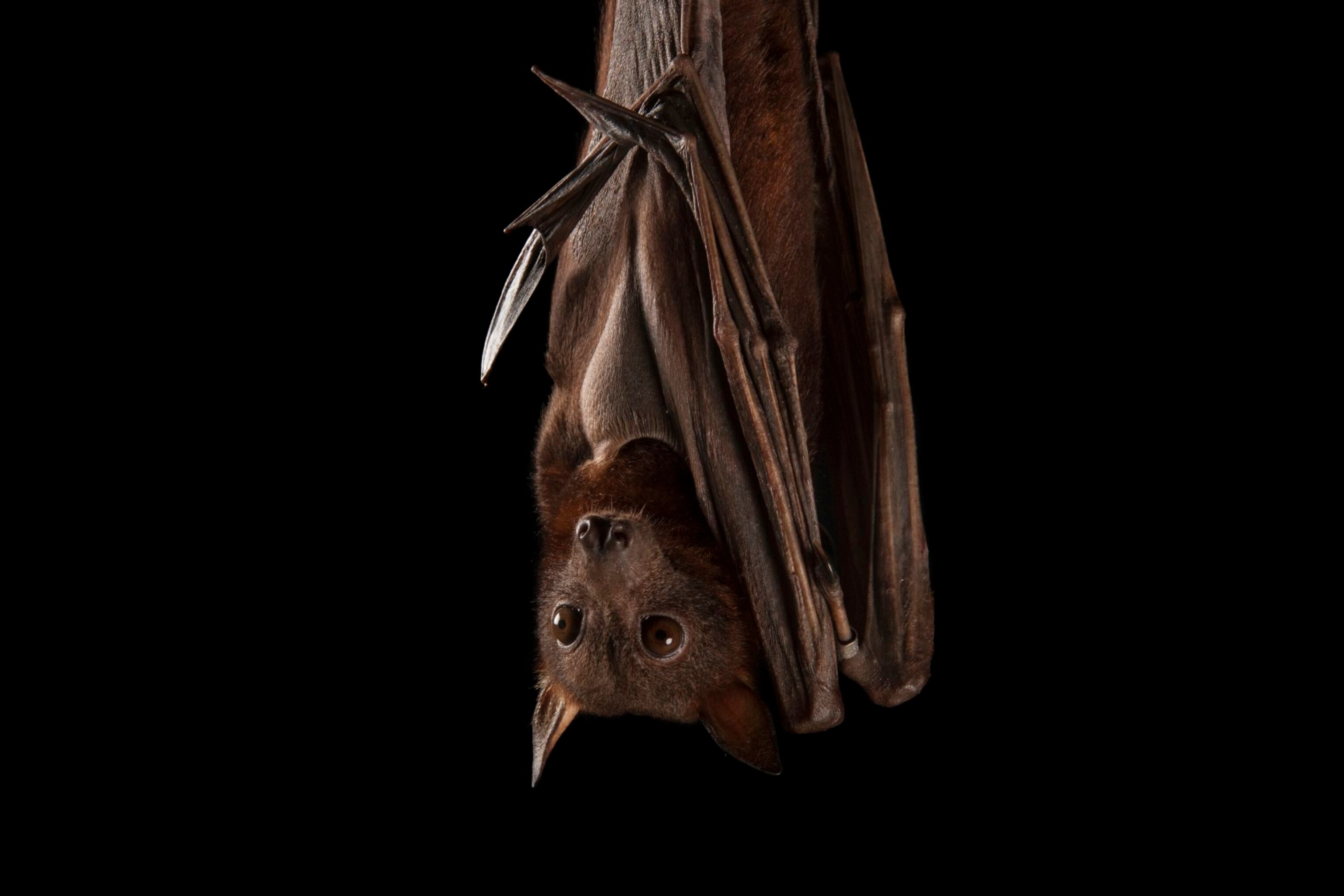 Australian Flying Fox Wingspan