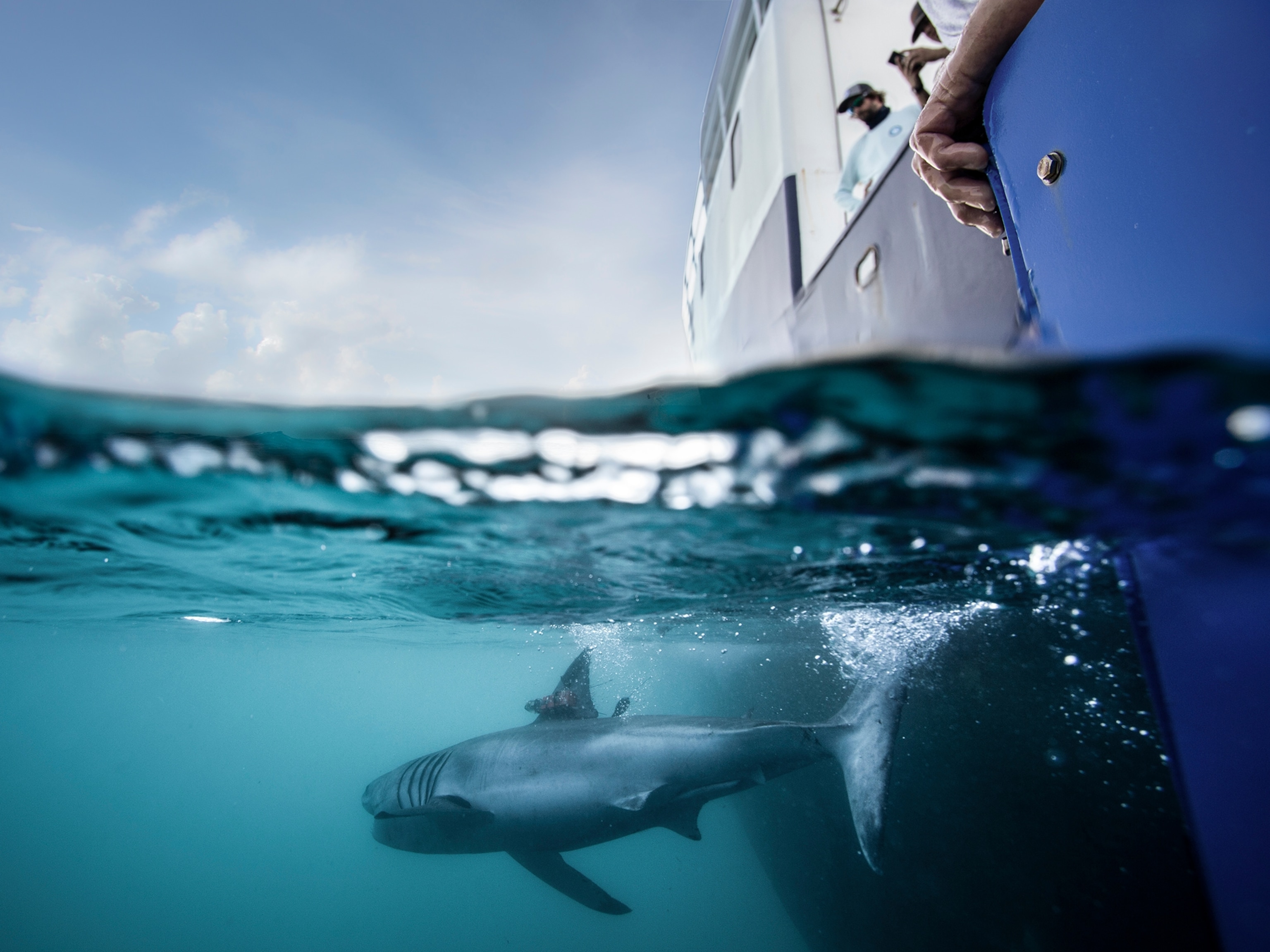 Scientists Track a Great White Shark Across the Atlantic for the First Time