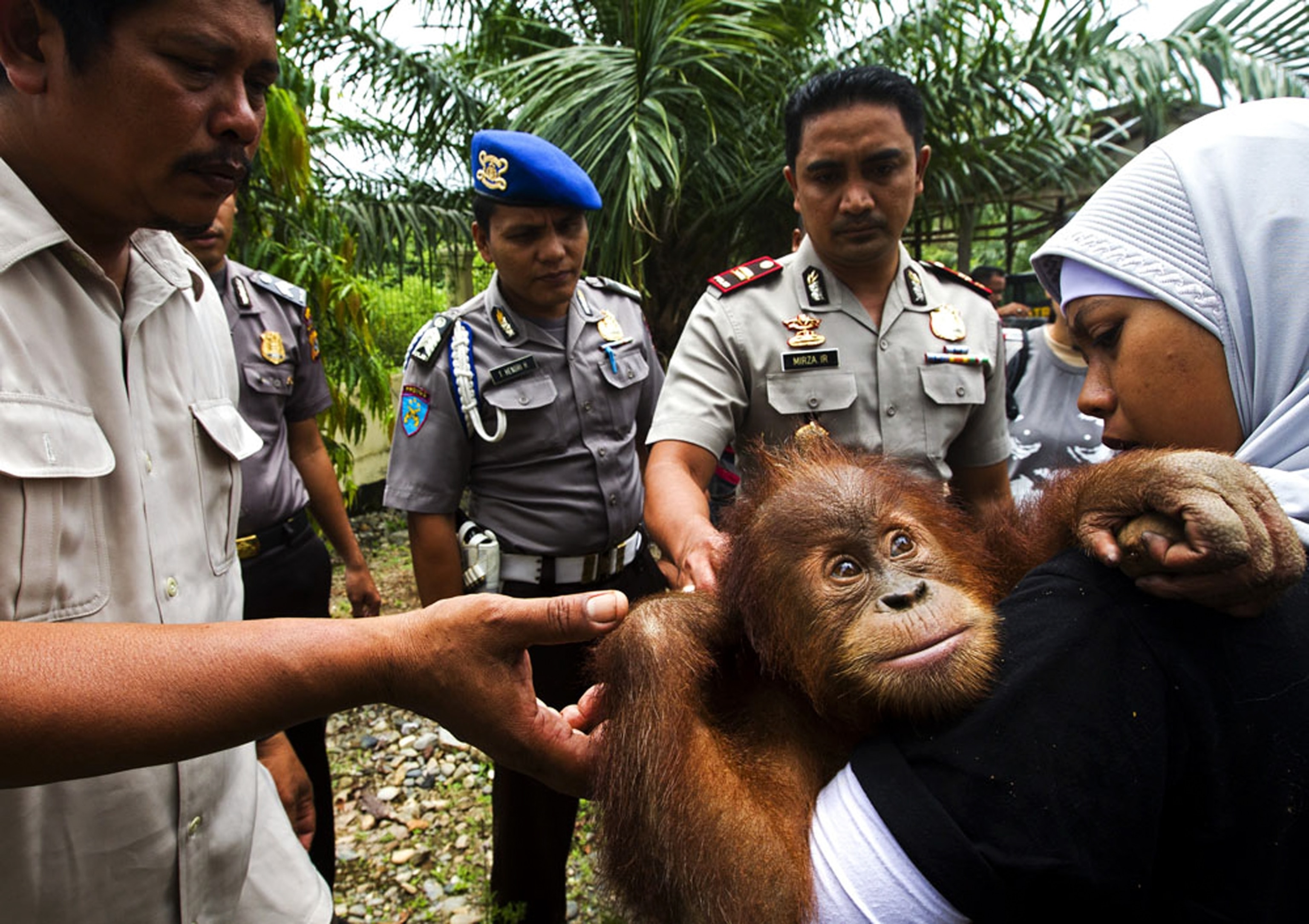 Sumatran Orangutan - Picture of an orangutan taken from a family in Indonesia