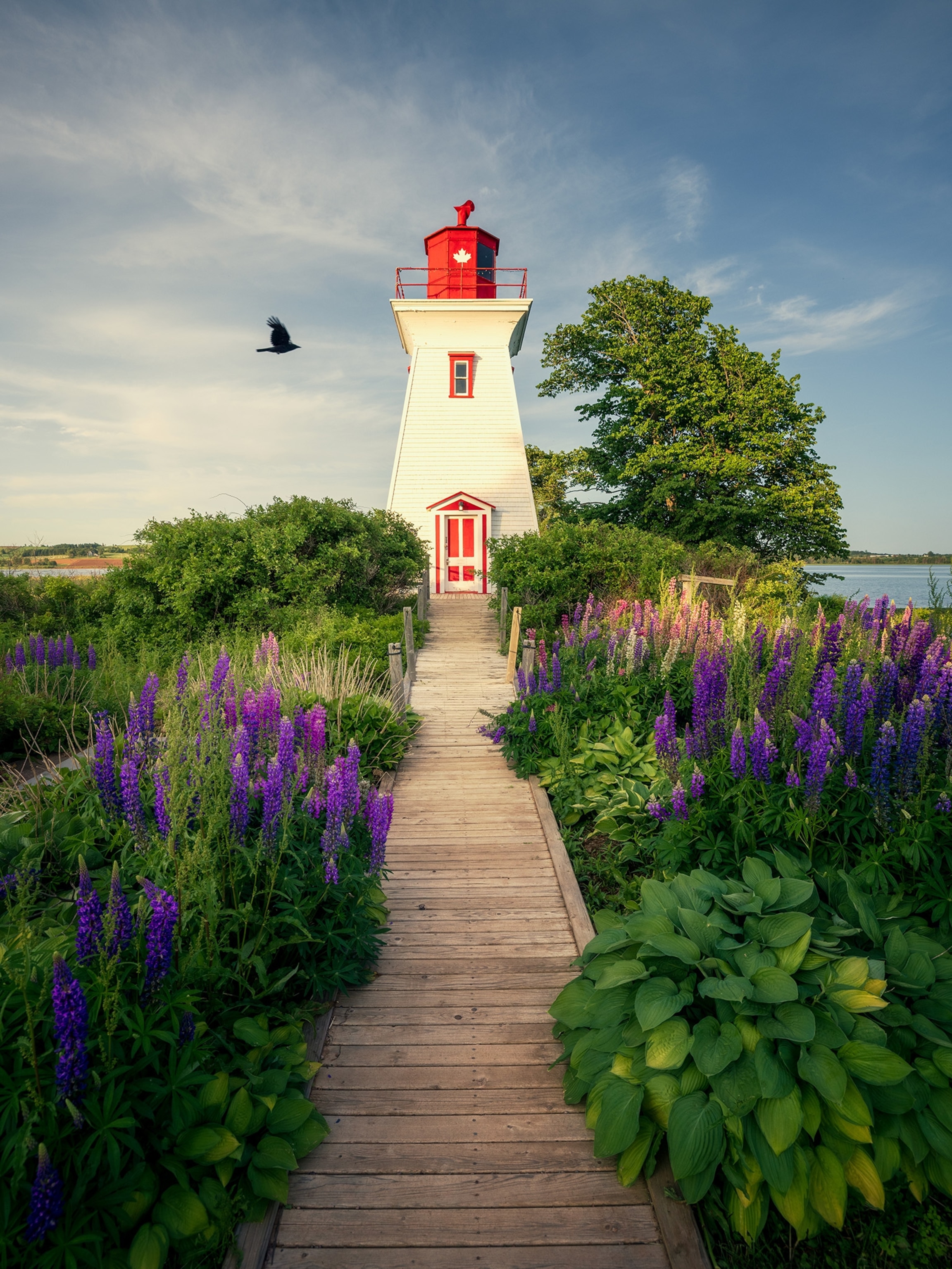 A wooden boardwalk lined with blooming lupins leads the way to the historic, square-tapered Victoria Seaward Lighthouse in the quaint seaside village of Victoria-by-the-Sea.