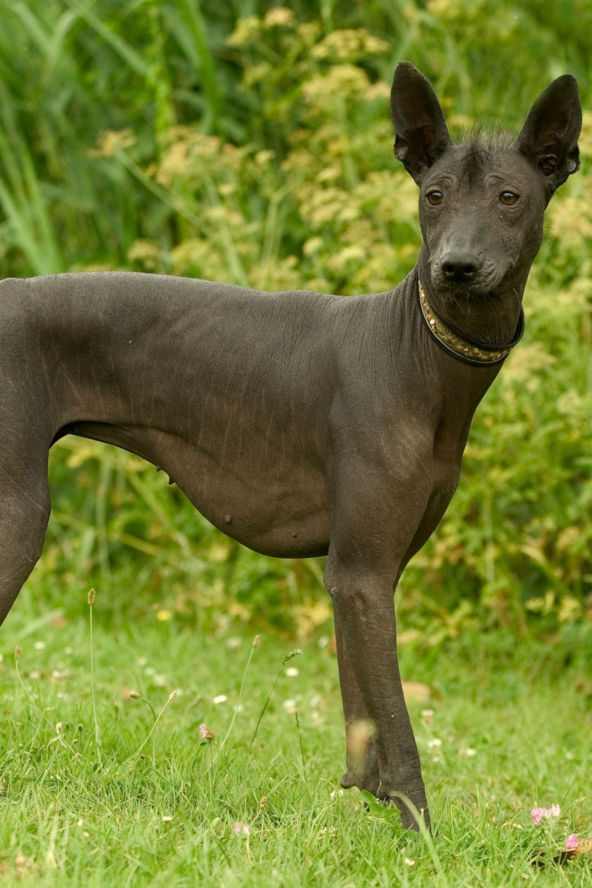 Xoloitzcuintli Breed Information Guide Facts And Pictures