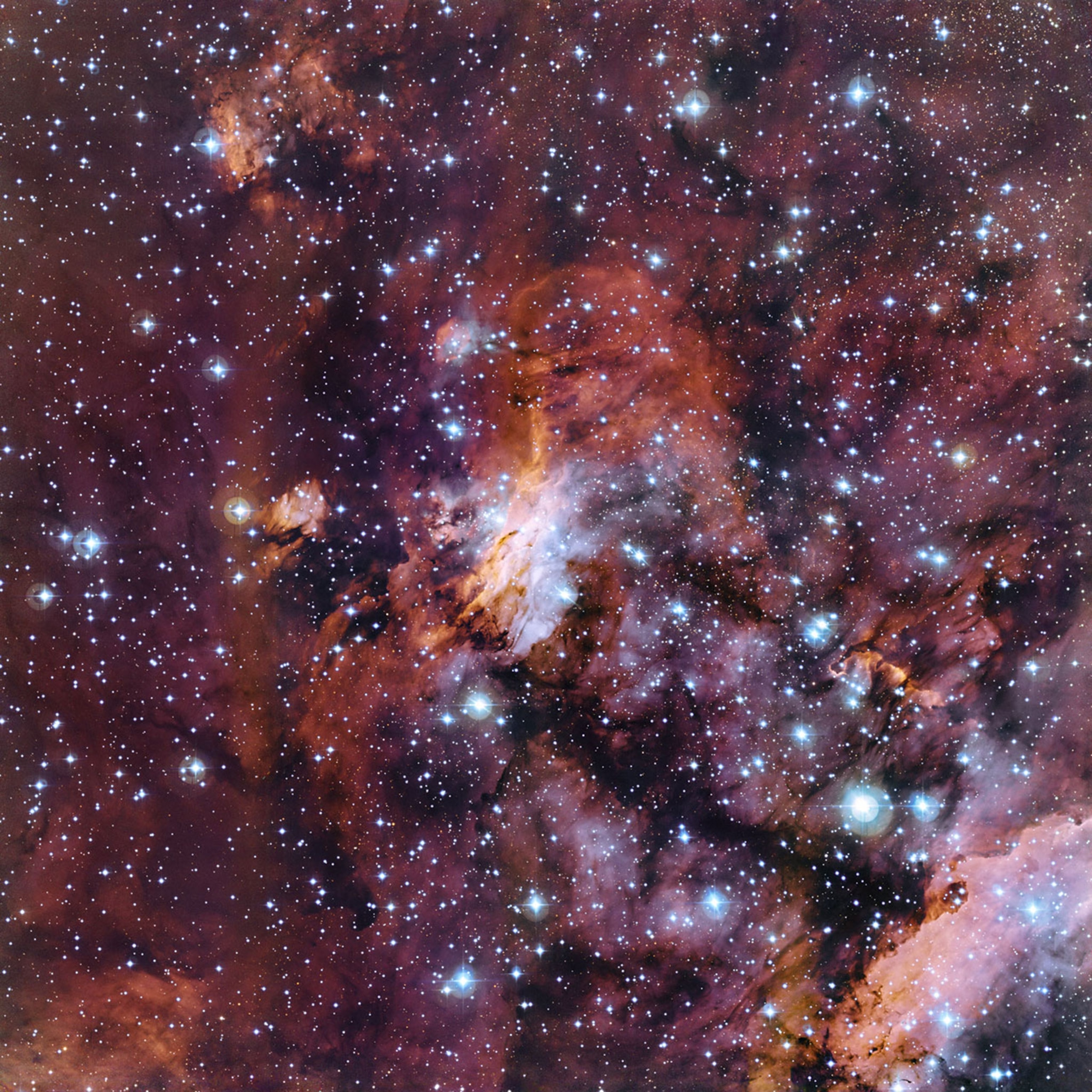 prawn nebula