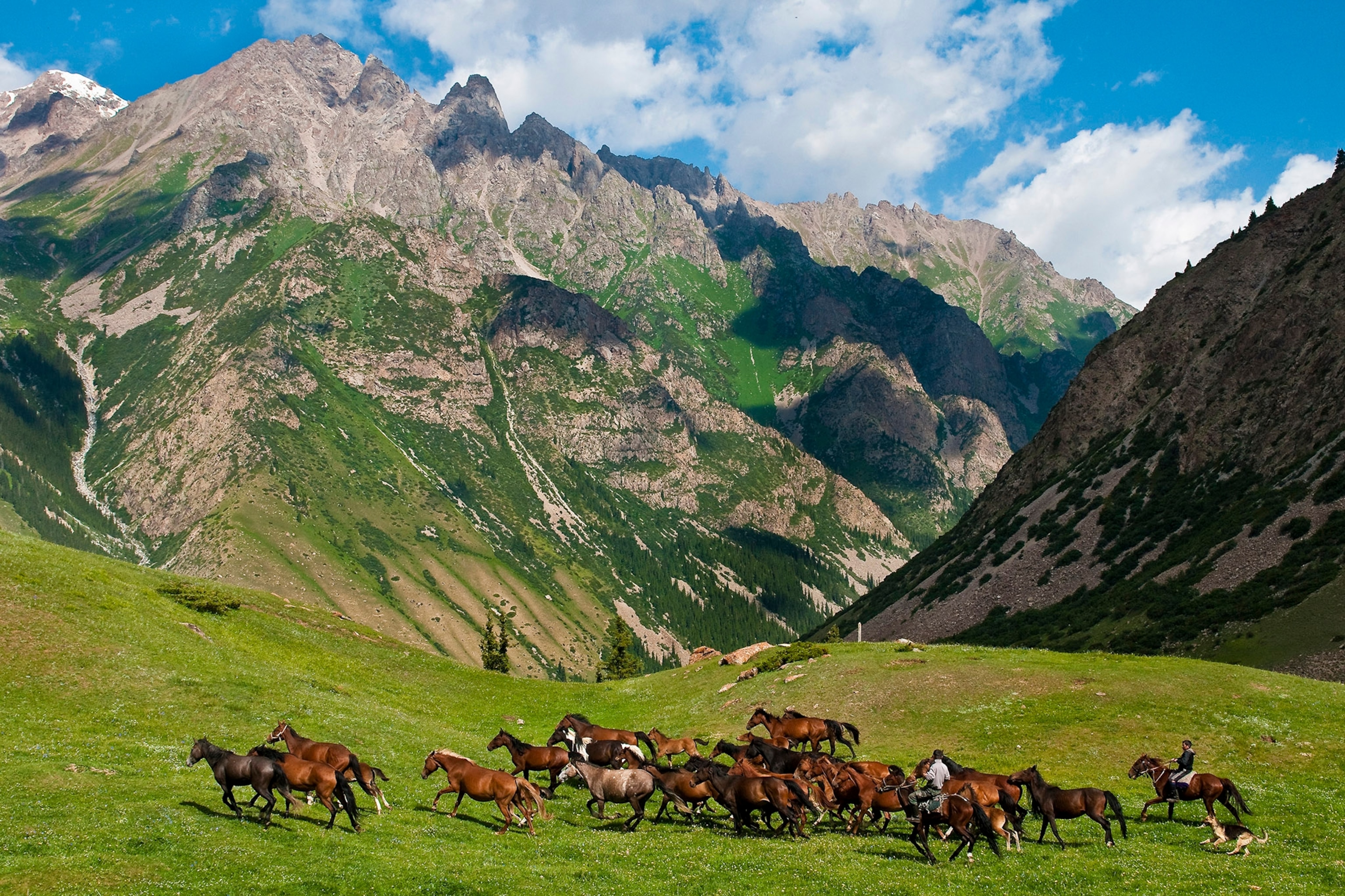 A lush mountain landscape with wild horses running along the foreground.