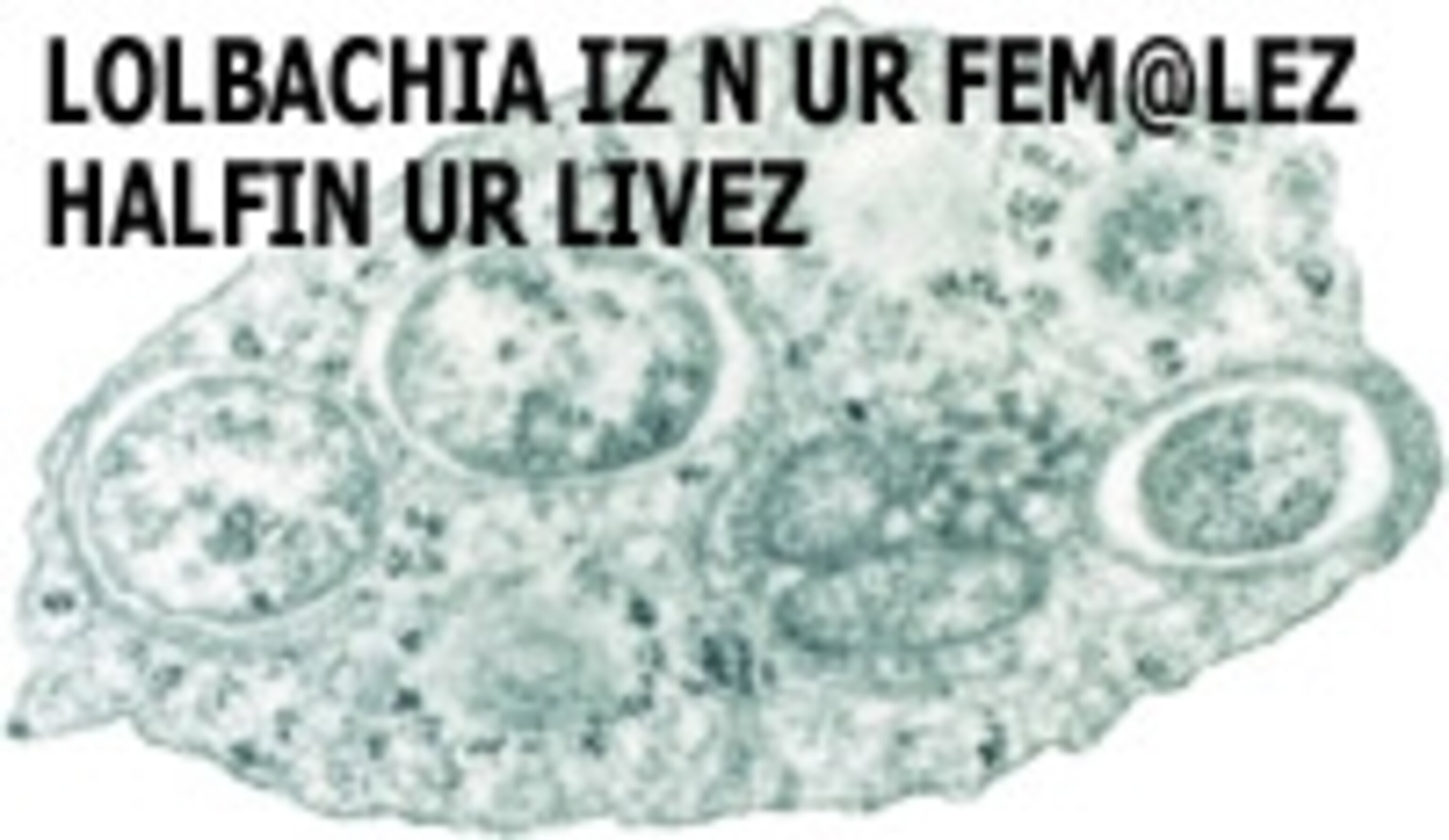 Lolbachia1.jpg