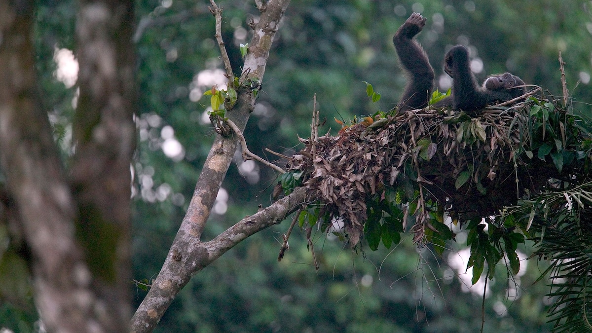01 chimpanzee nest