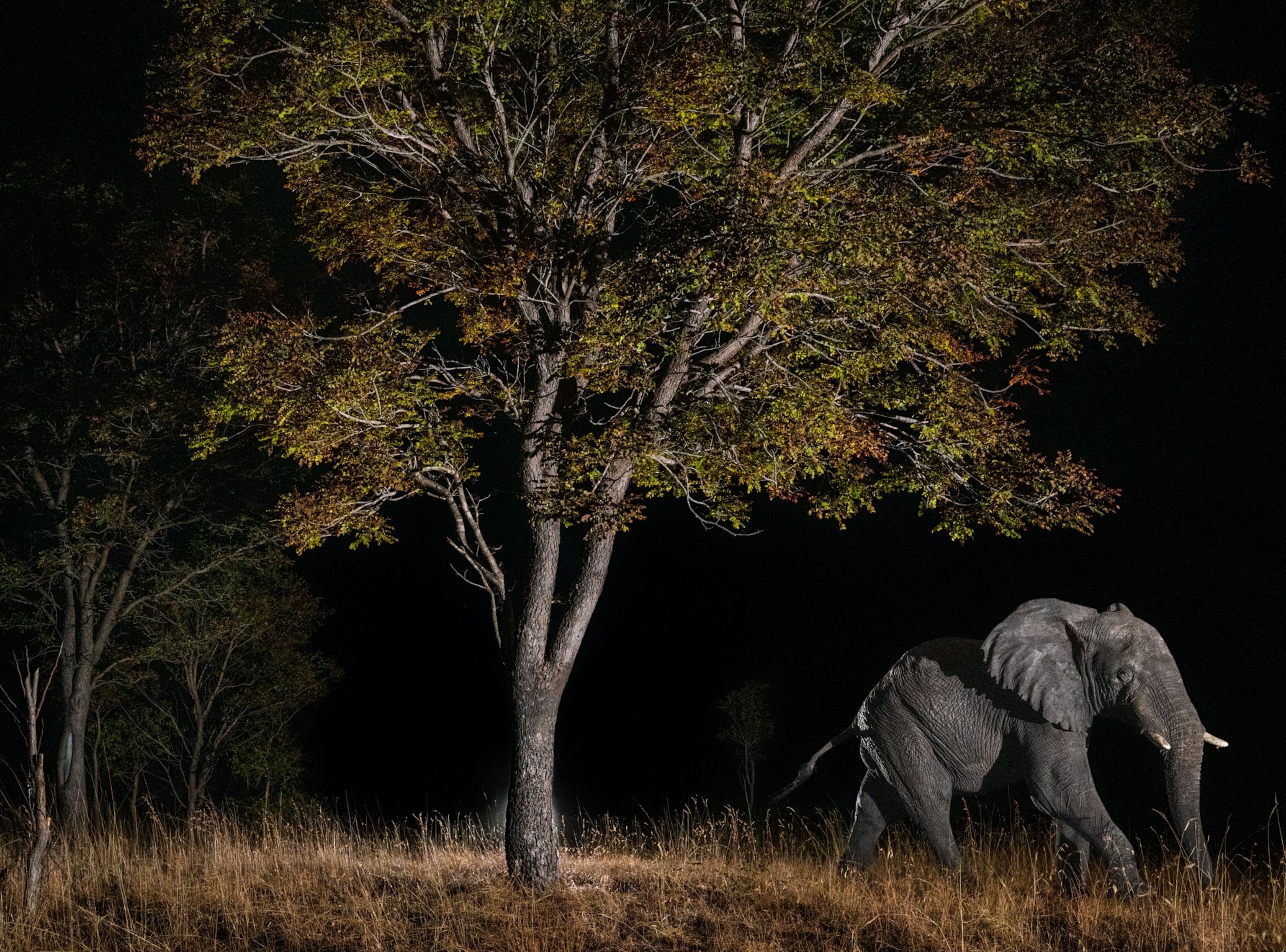 Elephant is passing a tree in very low light at night.