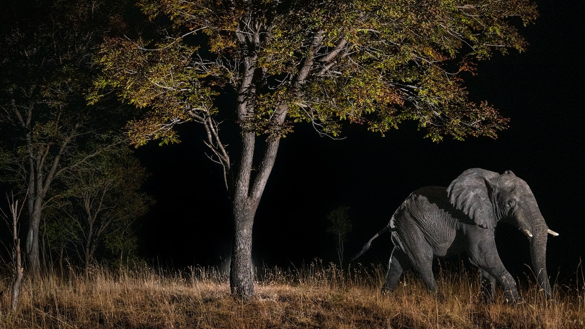 Searching for Africa’s ghost elephants