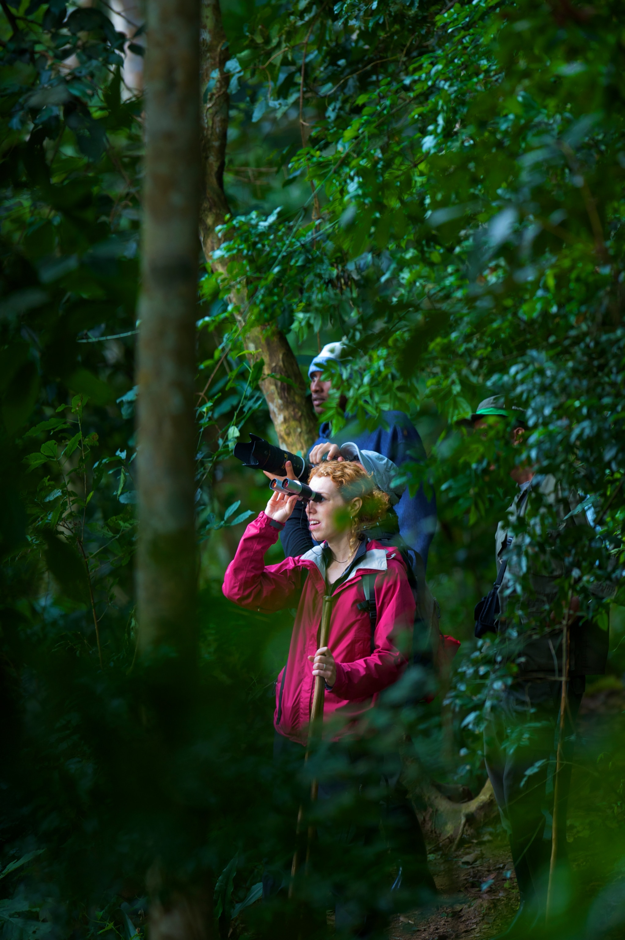 Tourists tracking chimpanzees in Nyungwe National Park, Rwanda.