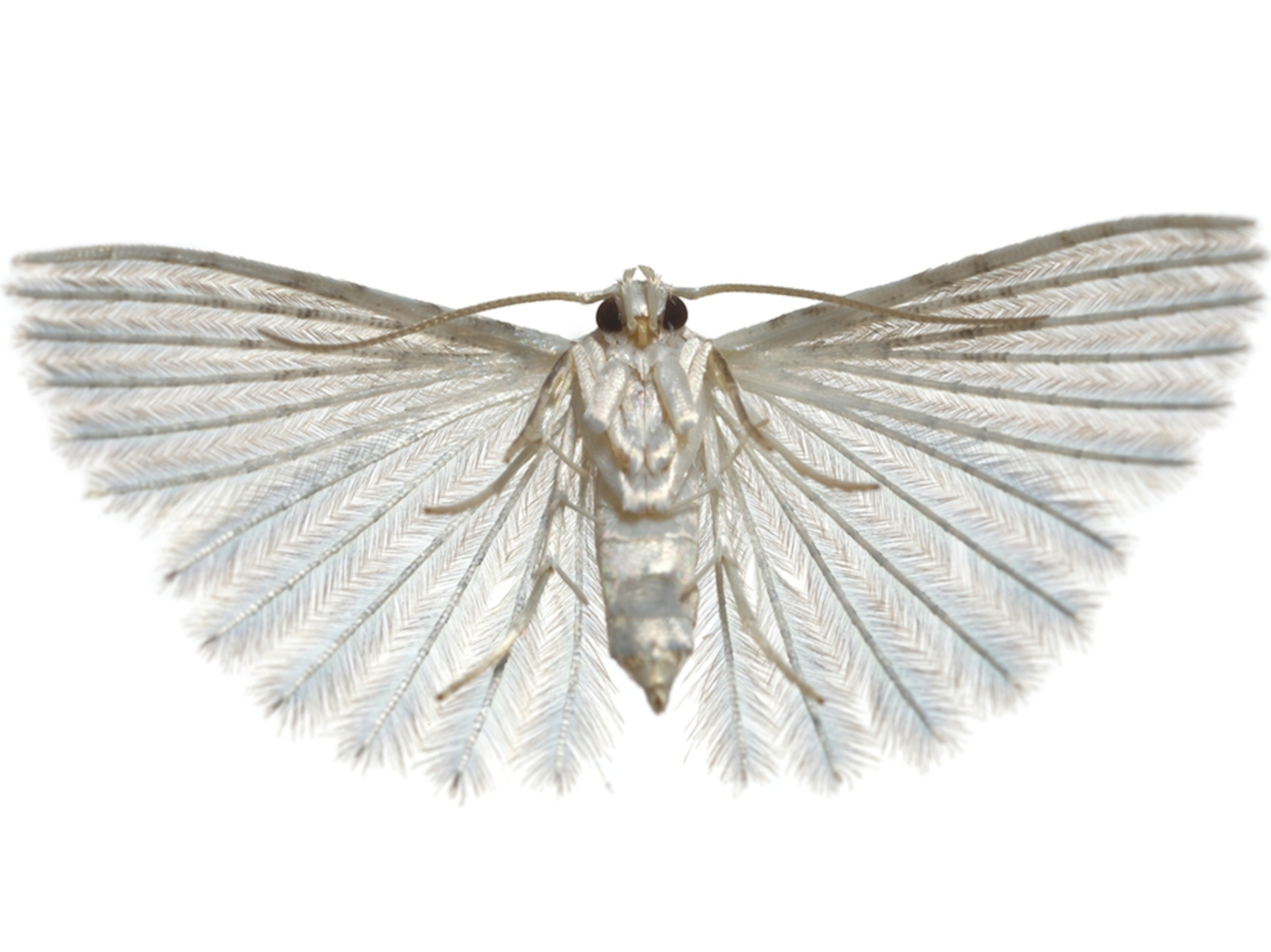 Common Name: White plume moth, Scientific Name: Alucita sp., Magnification: 3x,