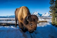How To Visit Grand Teton National Park National Geographic How To Visit Grand Teton National Park National Geographic