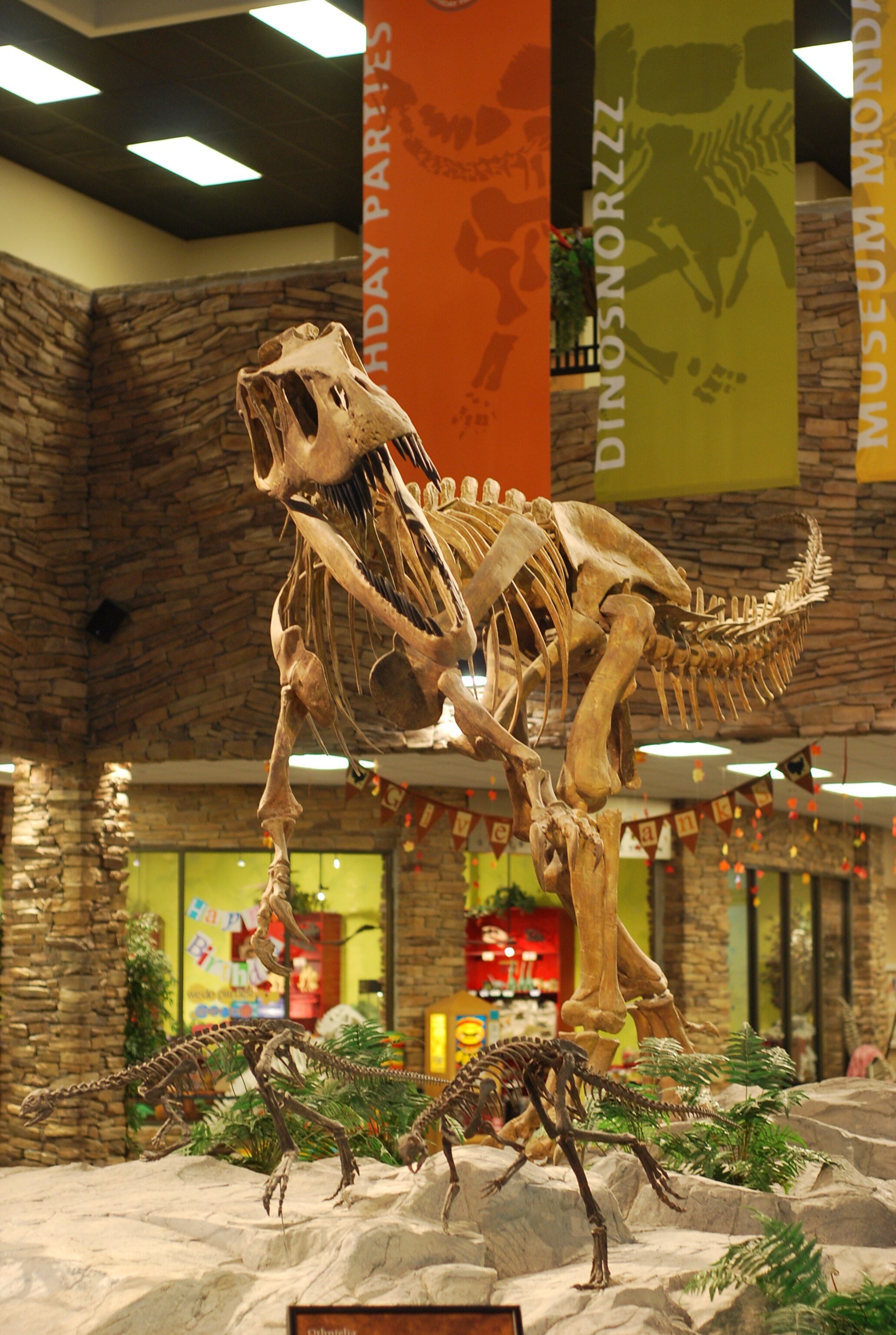A Torvosaurus chases Othnielosaurus at the Museum of Ancient Life. Photo by Brian Switek.