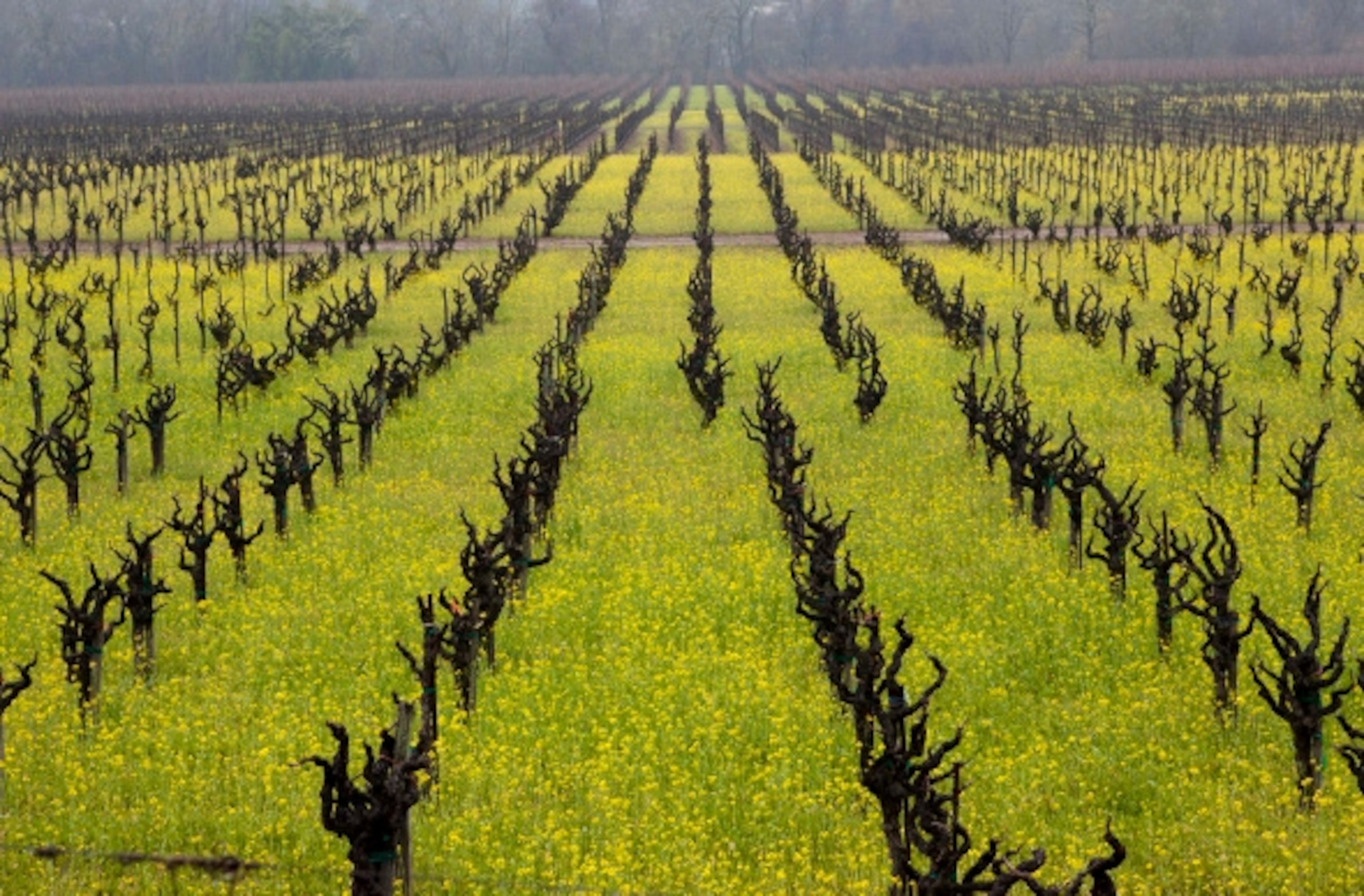 Cover crops in bloom between rows of old vine Zin blocks at Caffaro Vineyard.  (Photograph by Shannon Switzer)
