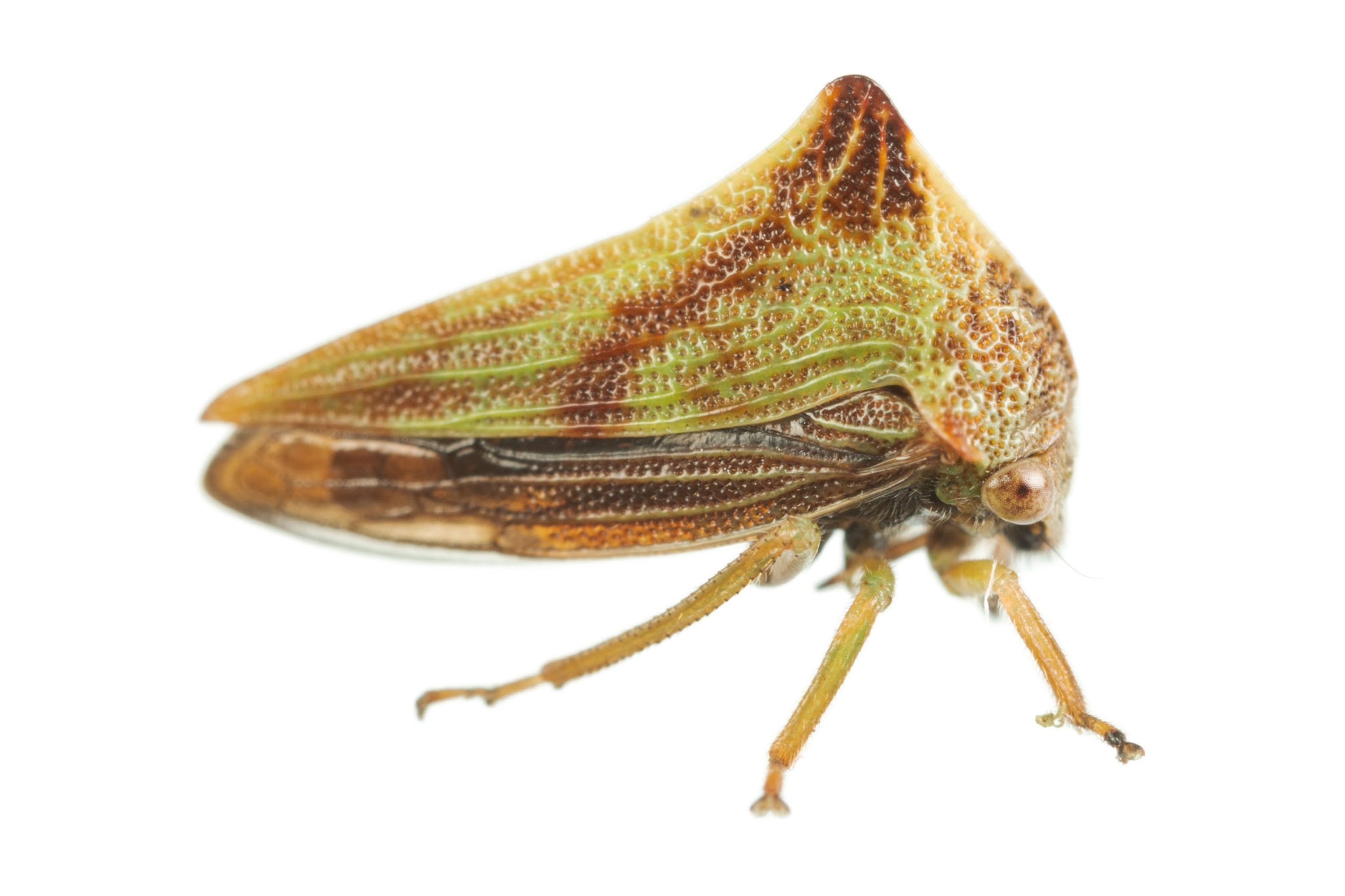 Treehoppers: pictures of the rainforest's mini-marvels