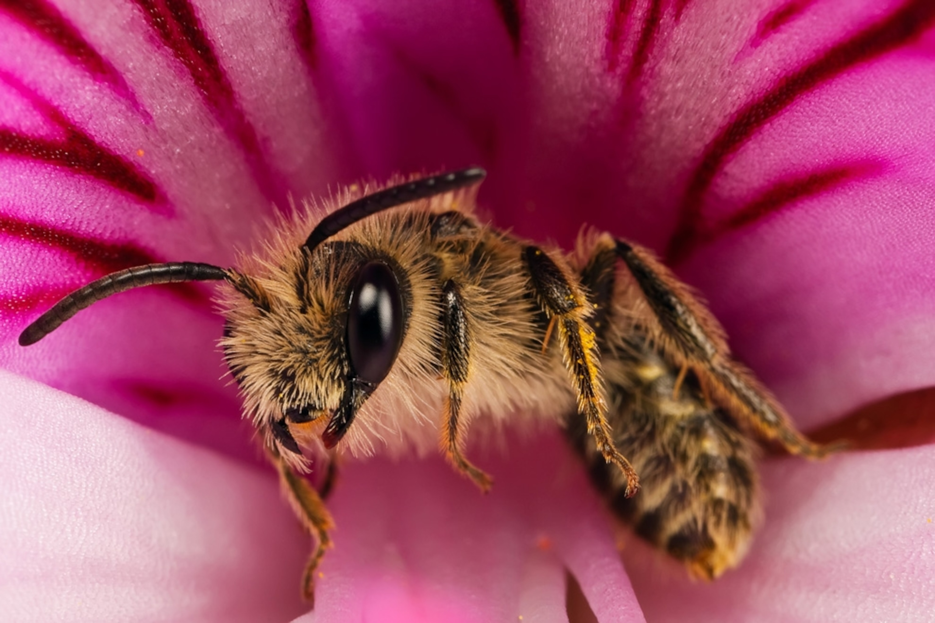 How to Take Macro Pictures -- National Geographic