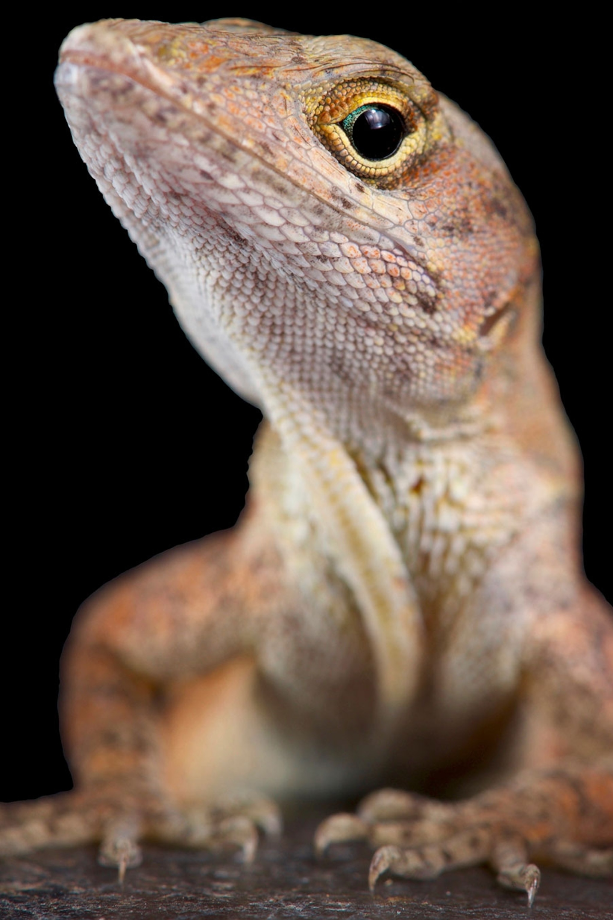 Through an Artist's Lens, Field Biology Takes the Stage