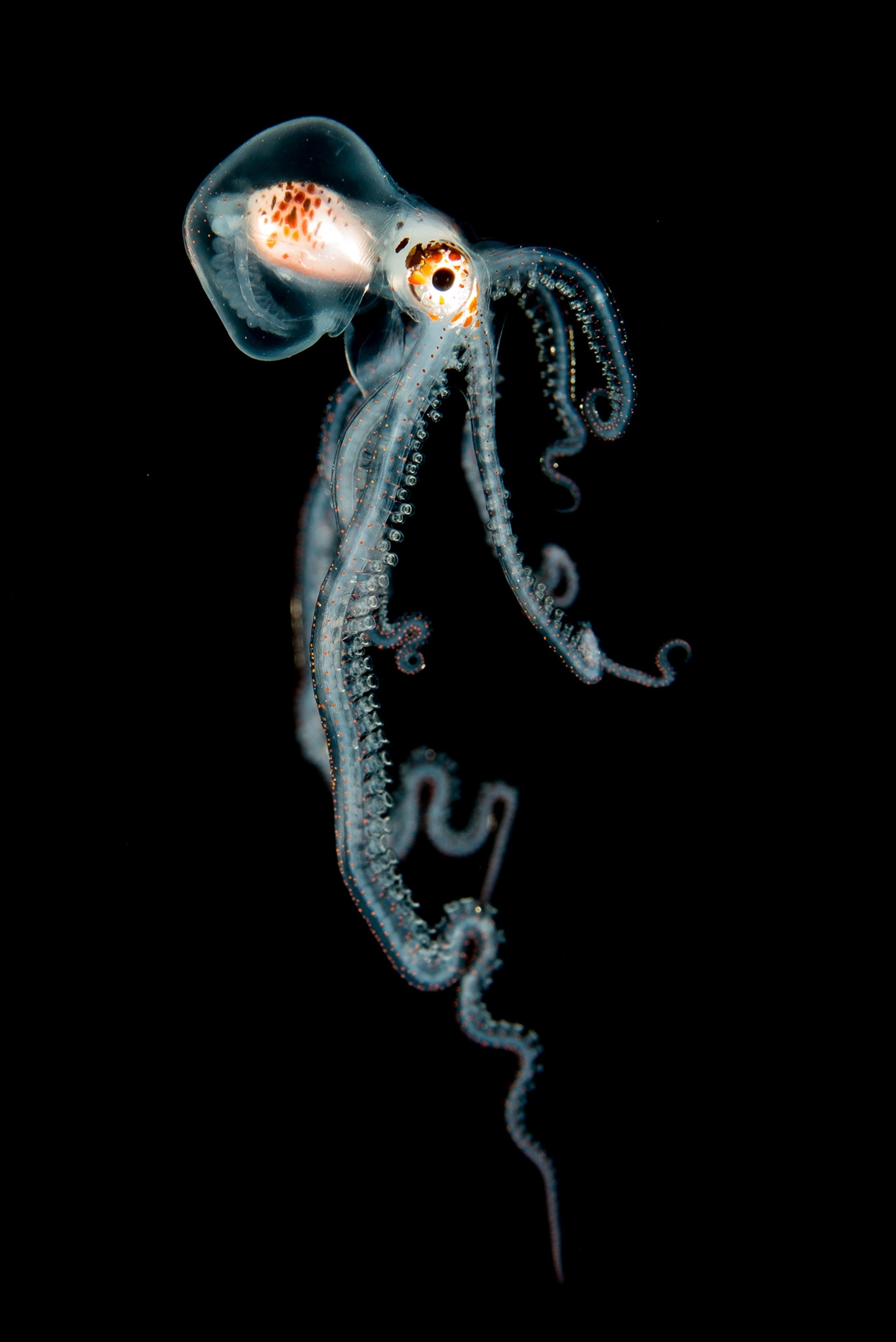 an octopus