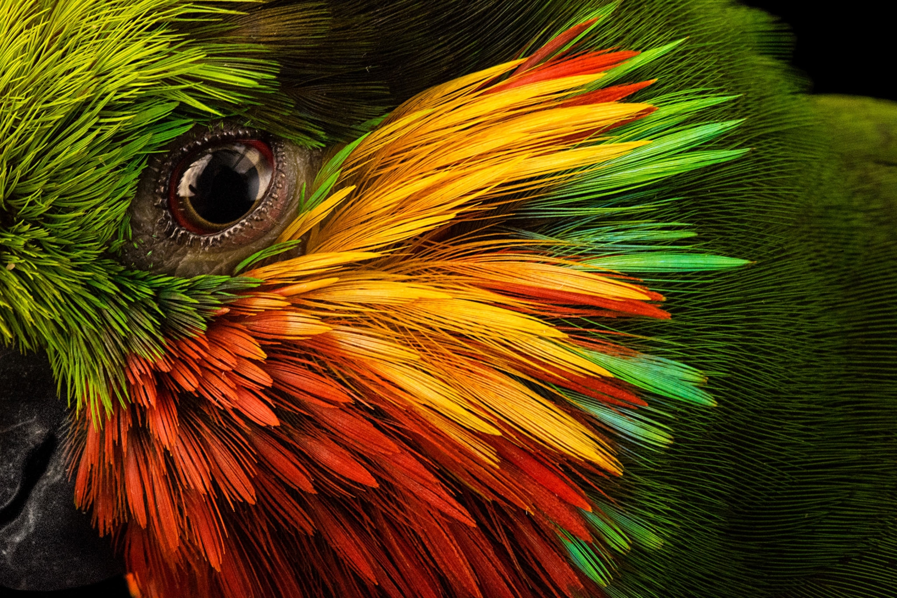 an eye of a colorful parrot, bold colors of green yellow and red feathers fill the frame