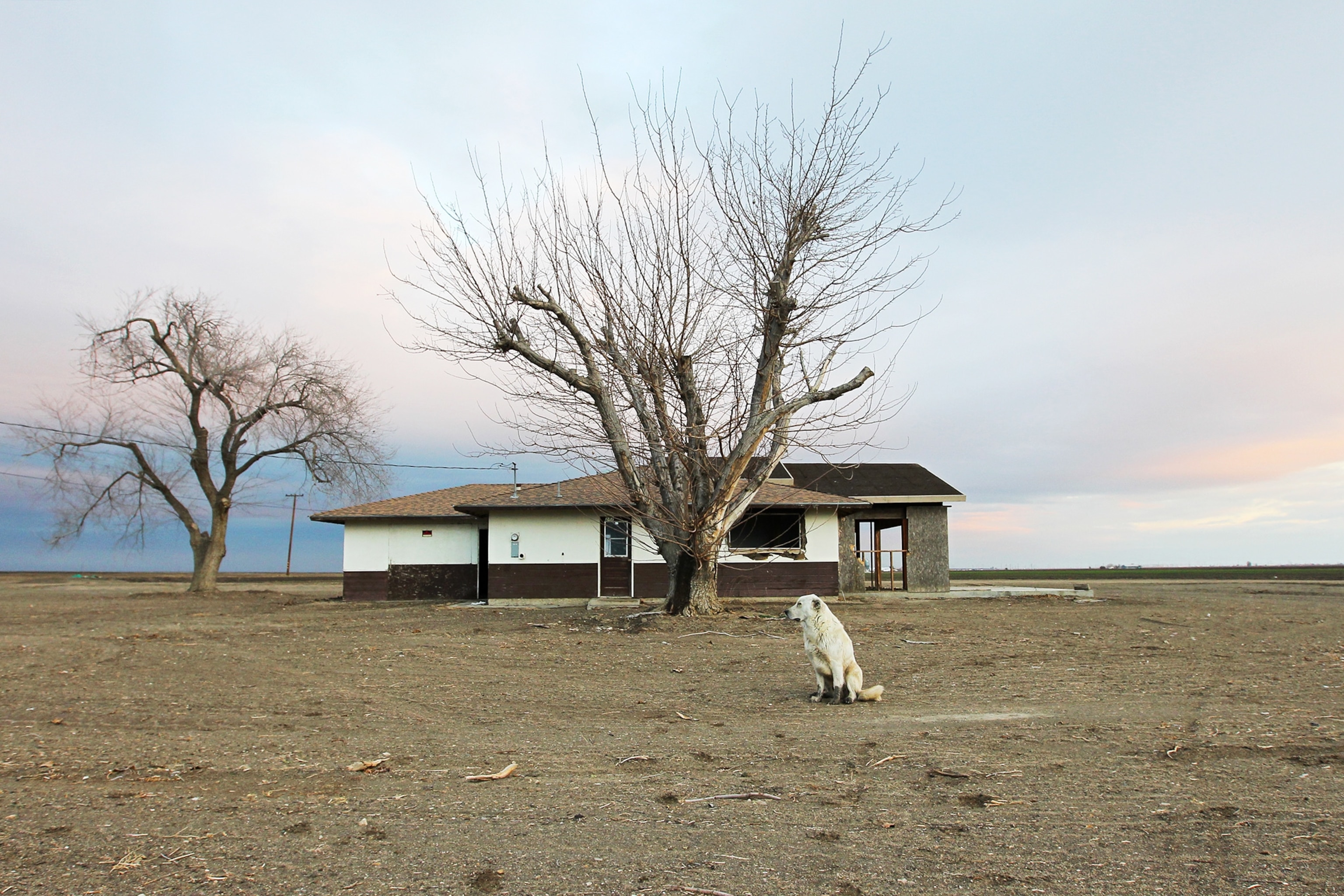 a dog and an abandoned home.