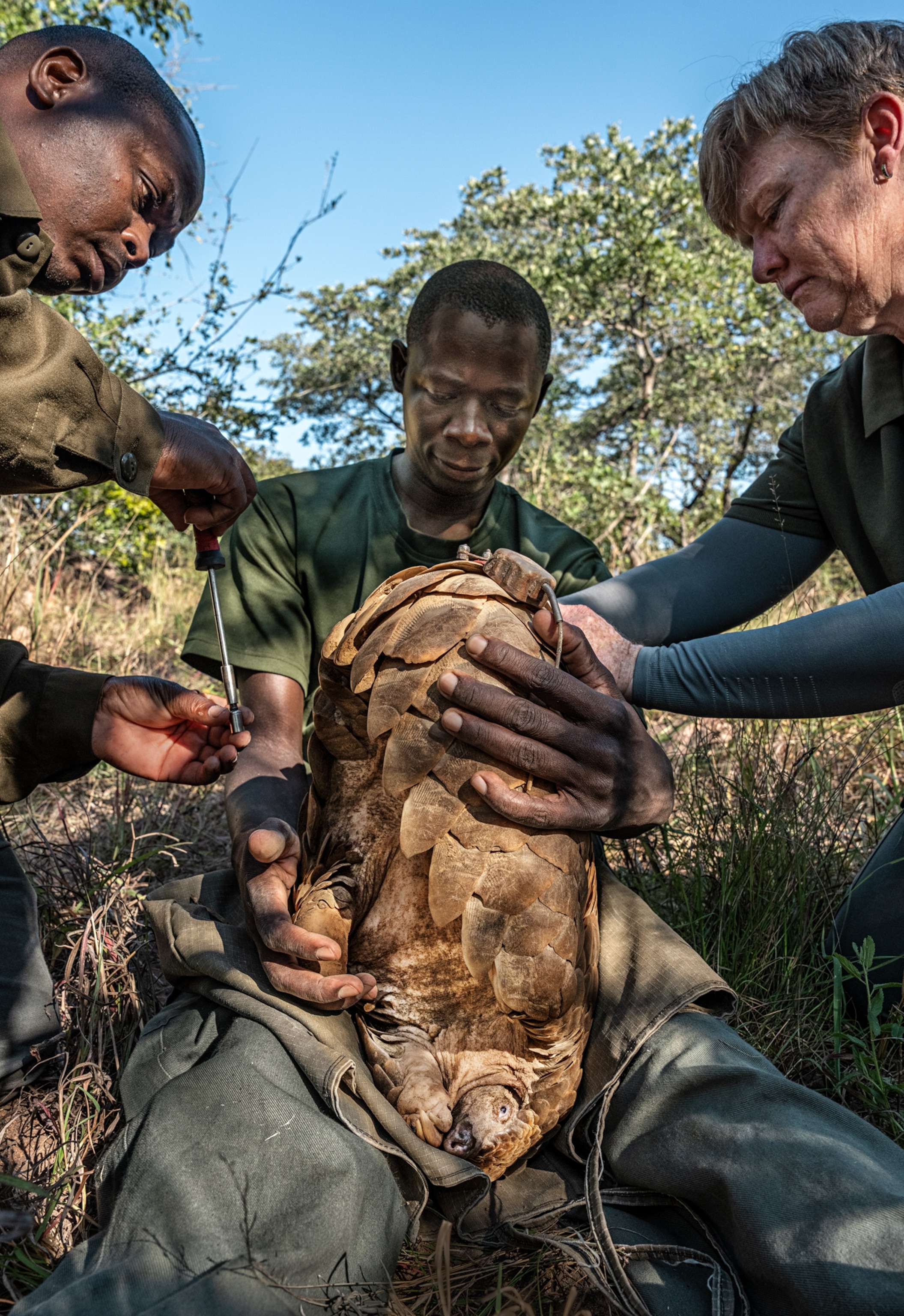 A man holds a pangolin in his lap, with the pangolin's head near the ground and tail in the air, while two other people attach a tracker to its scales