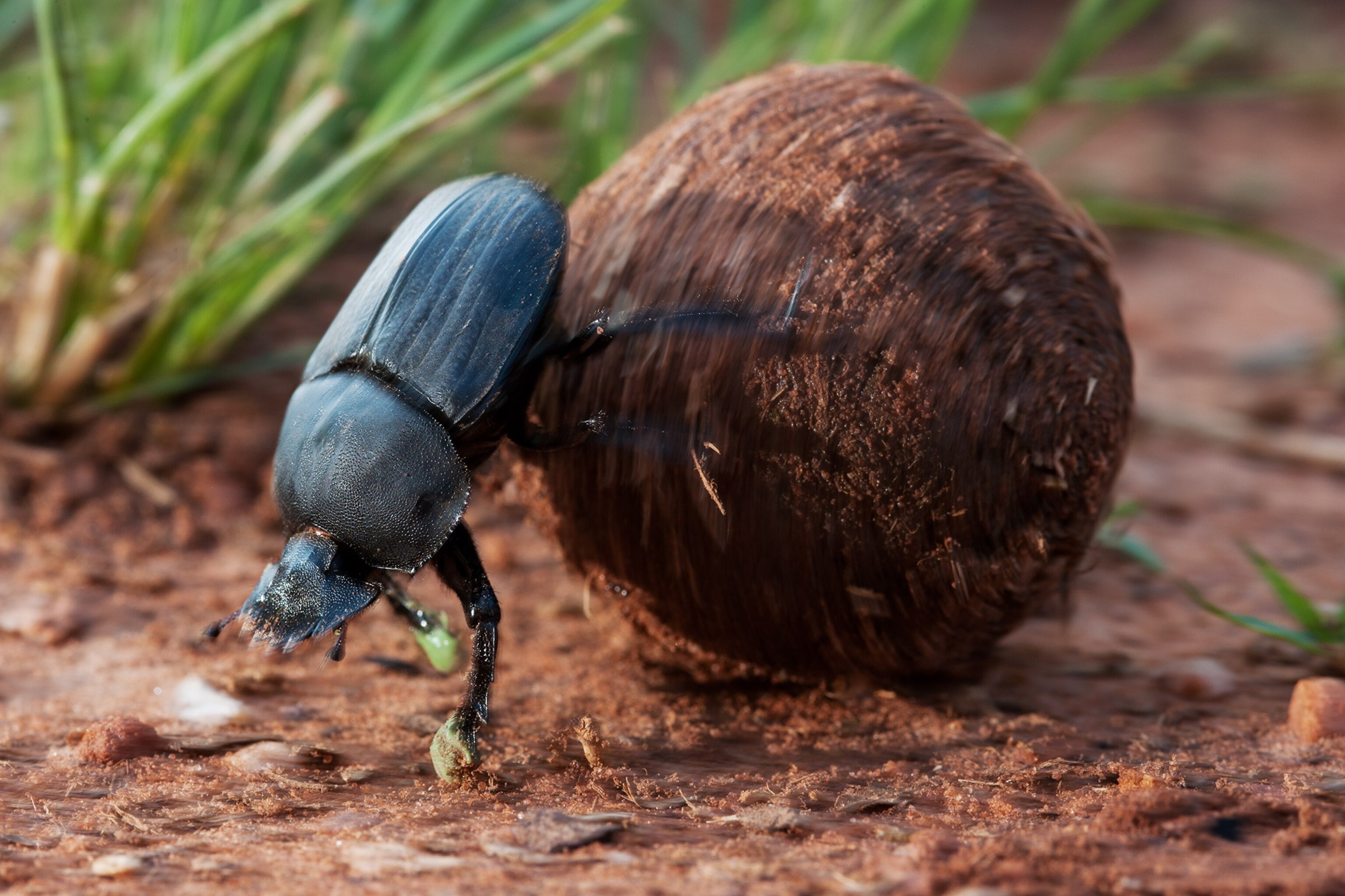 Dung Beetles Roll With It