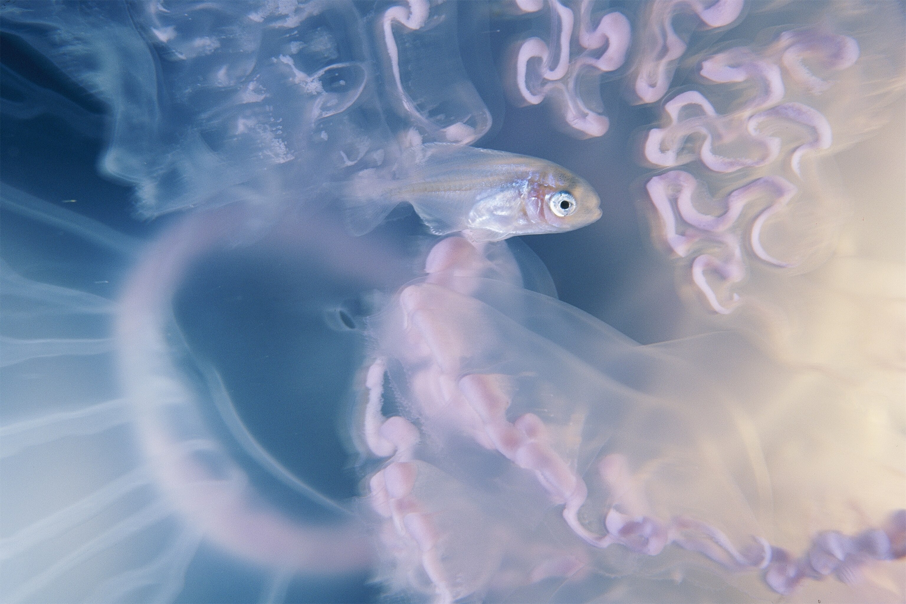 a small fish finding refuge in a moon jellyfish.