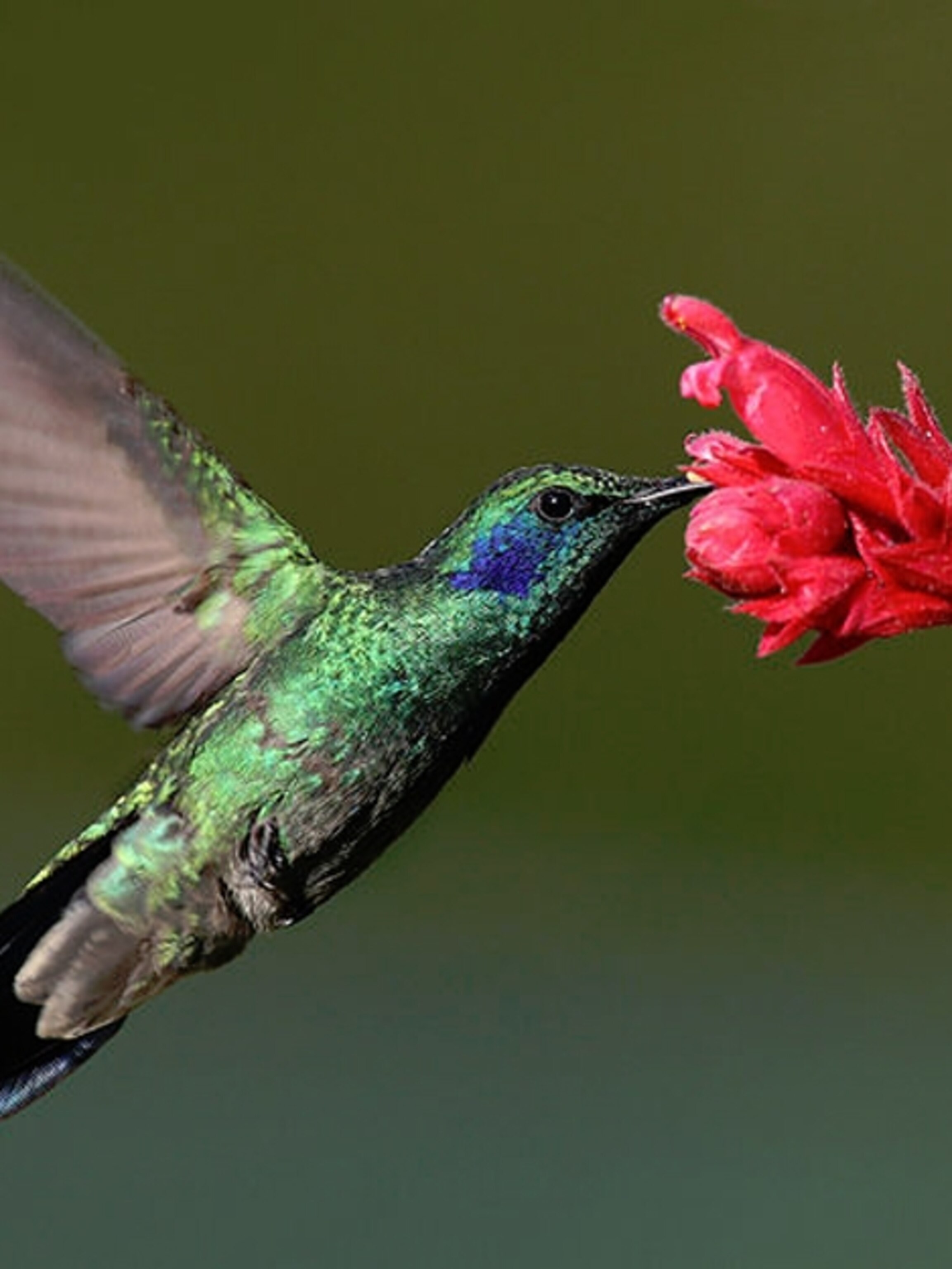 humming bird stuff