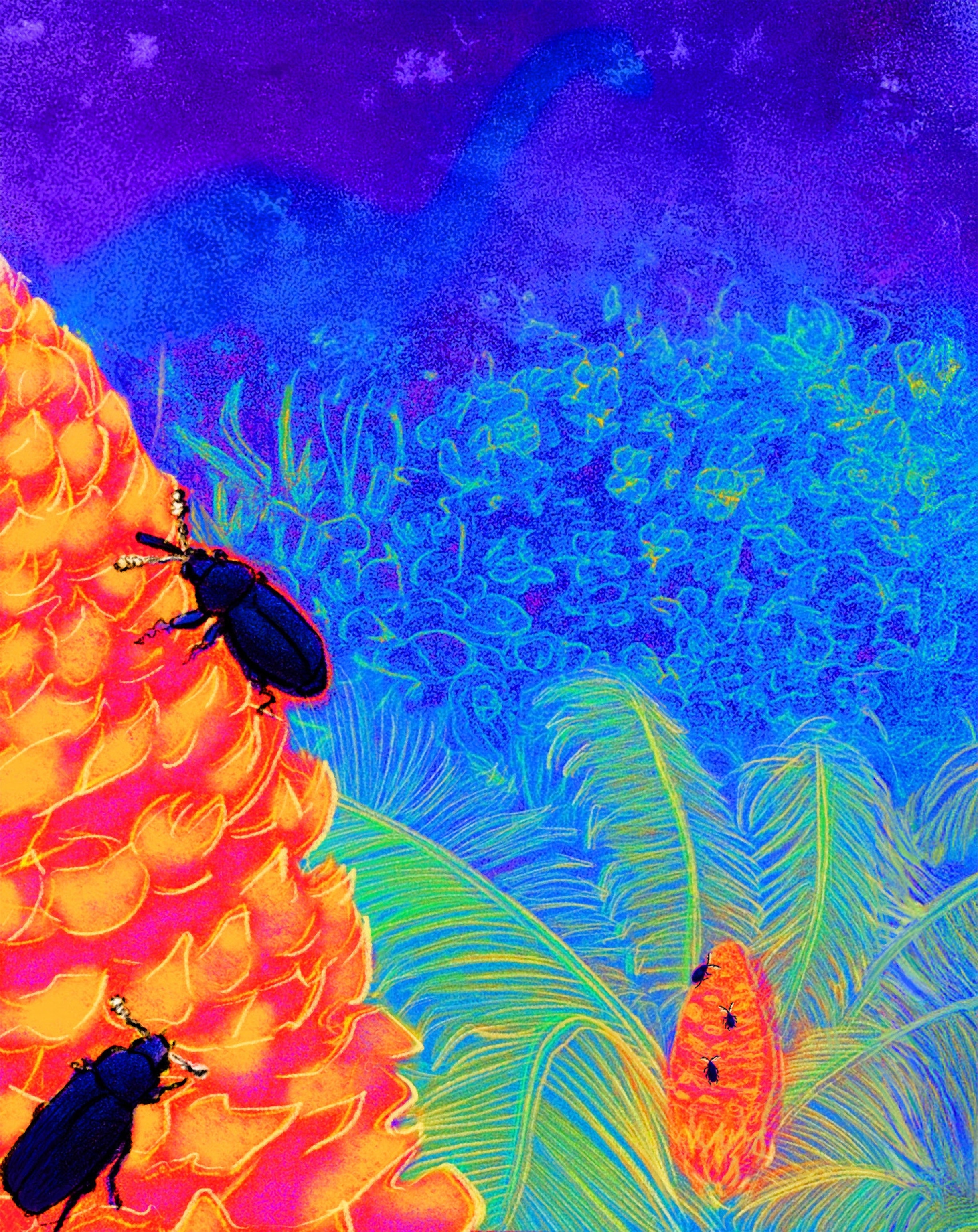 Drawing shows the beetles of the species Rhopalotria furfuracea on the cone of cycad.