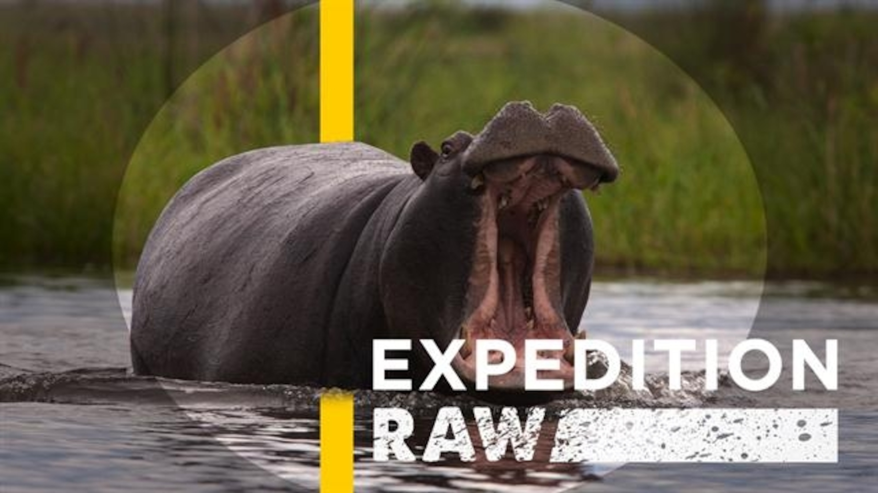 Hippopotamus, facts and photos | National Geographic