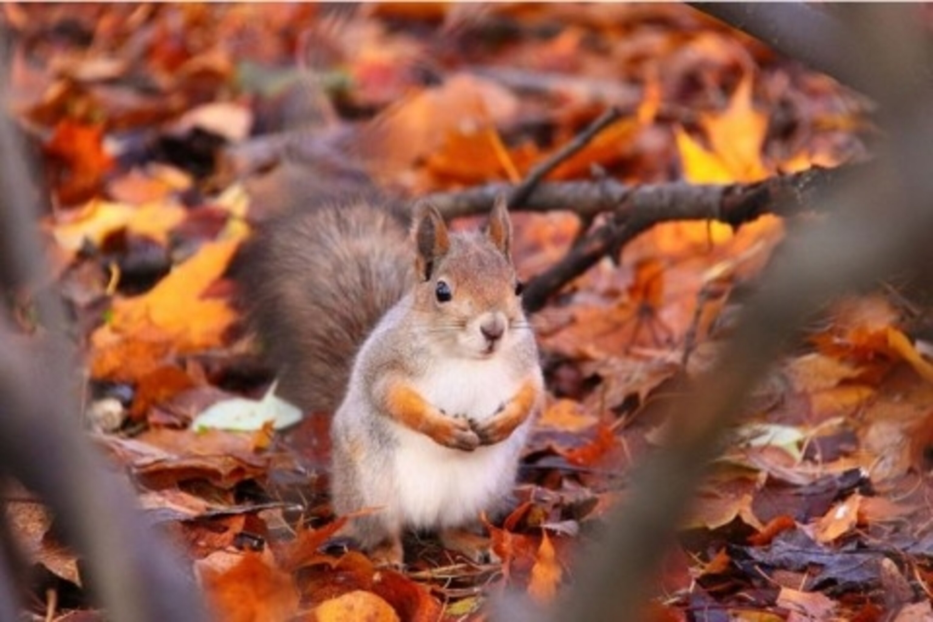 Helsinki, Finland Squirrel.jpg