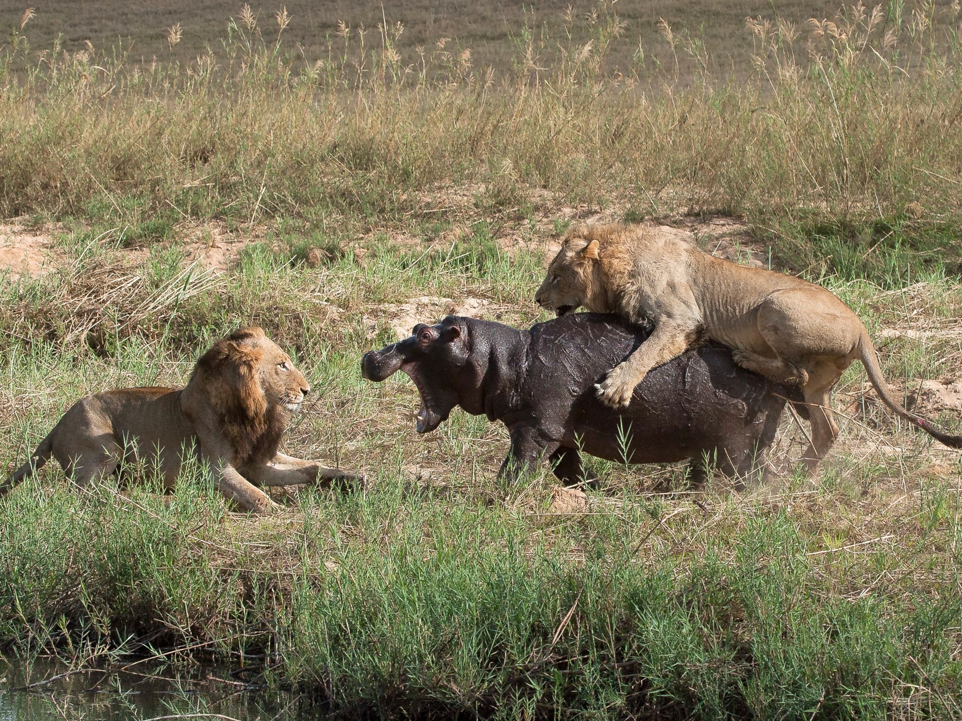 Unusual' Pictures: Lions vs. Hippo