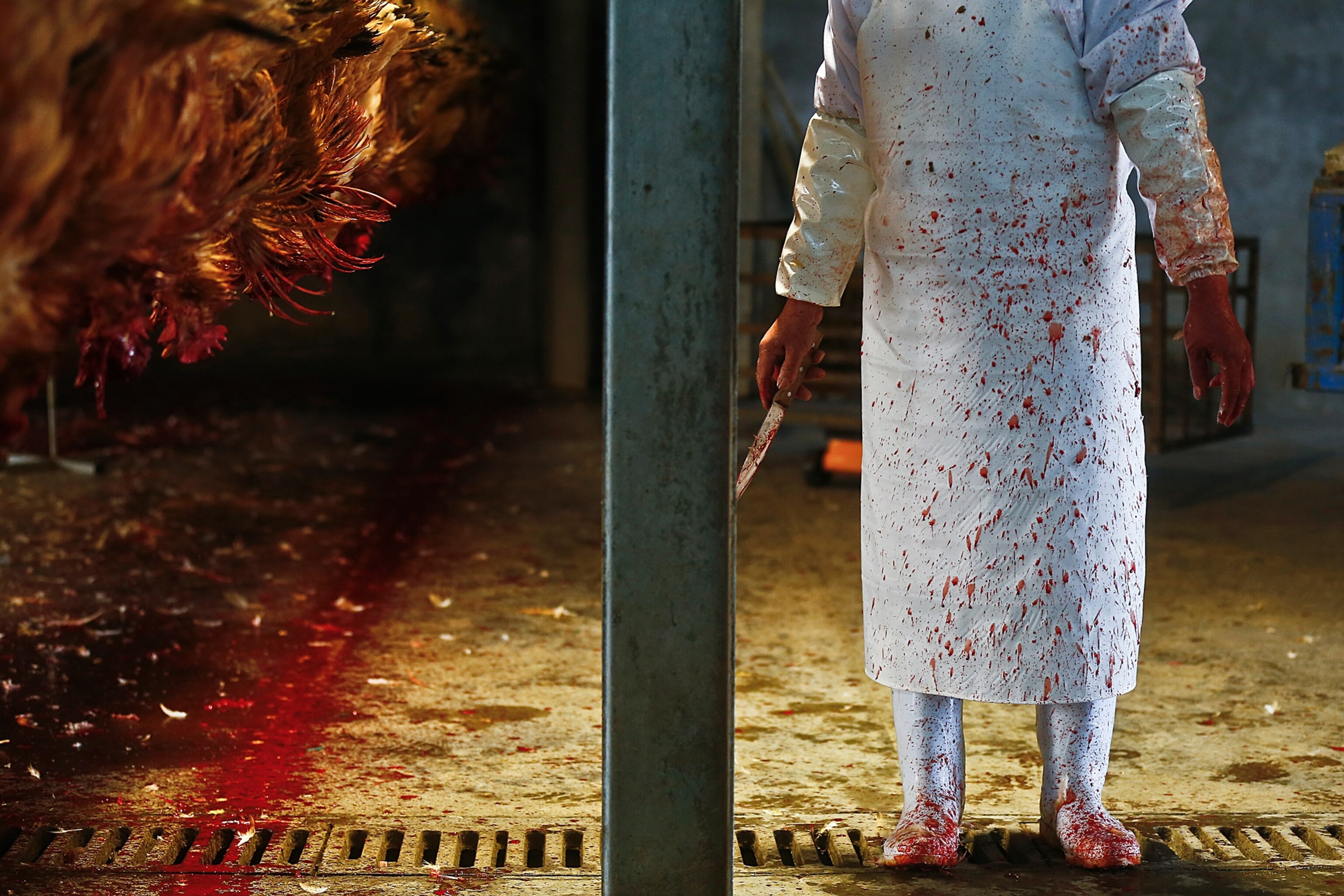 a worker and chicken in a slaughterhouse in Shanghai