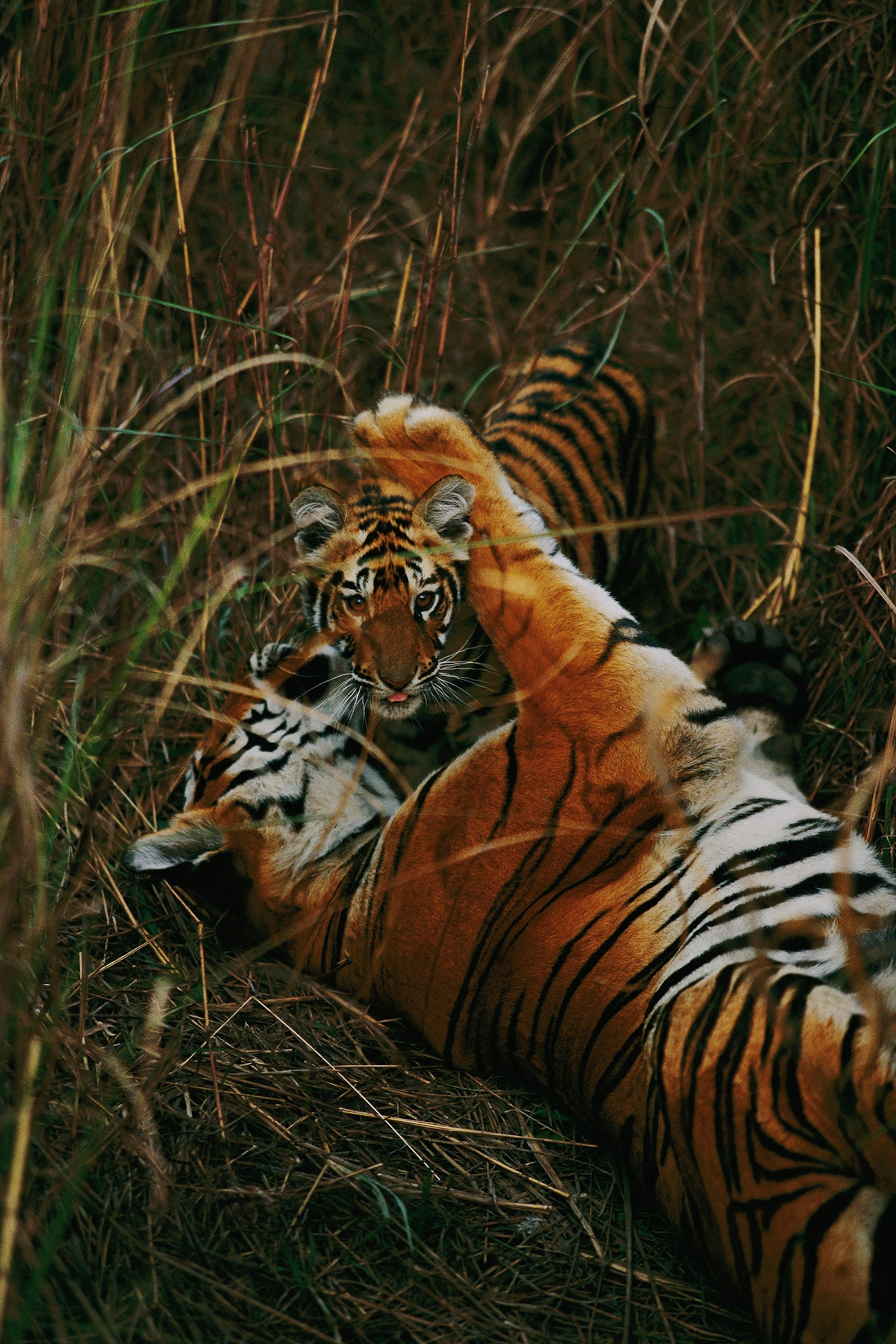 The tigress called Sita nuzzles one of her six-month-old cubs.