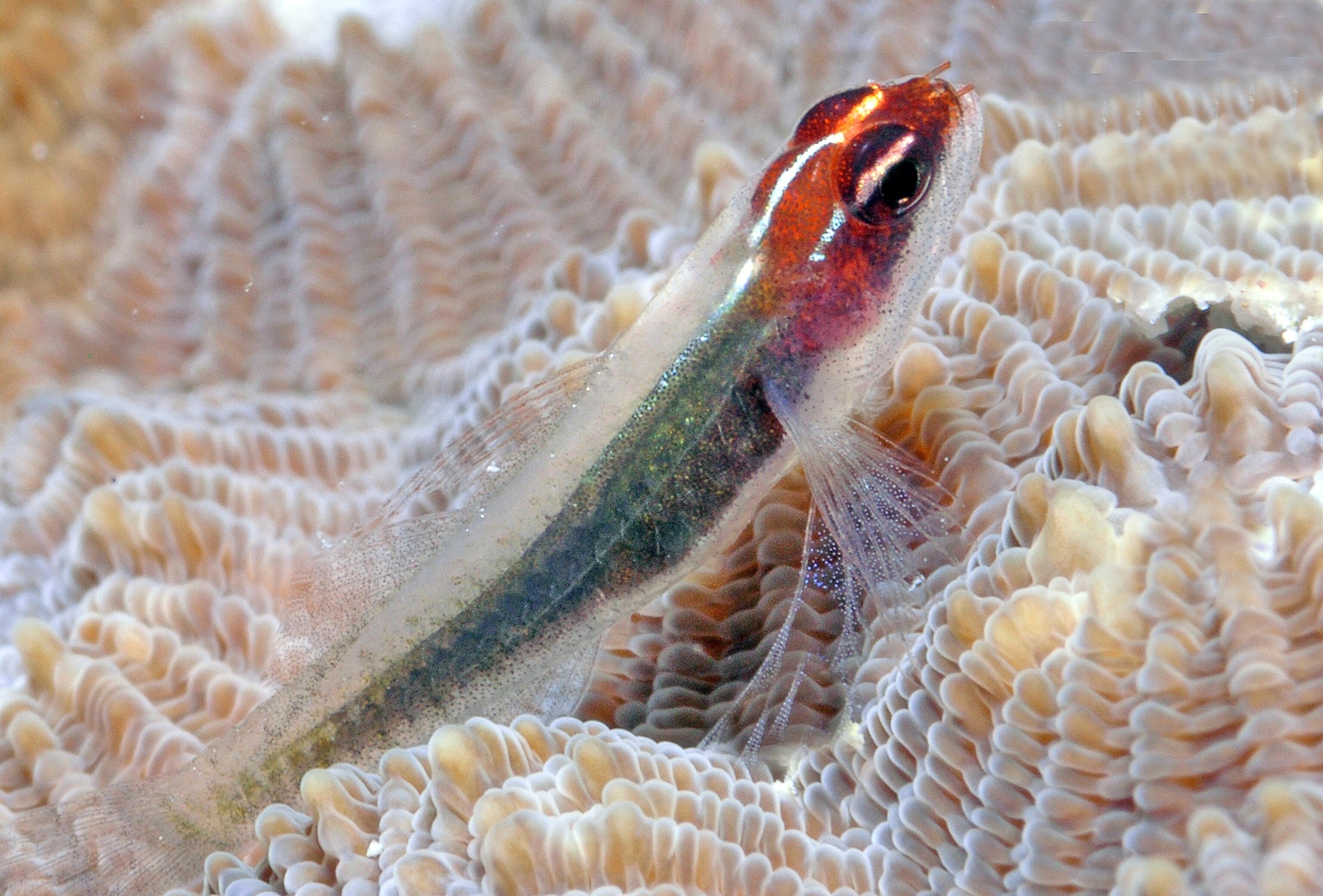 Dwarf goby picture: a reef species described in the new book