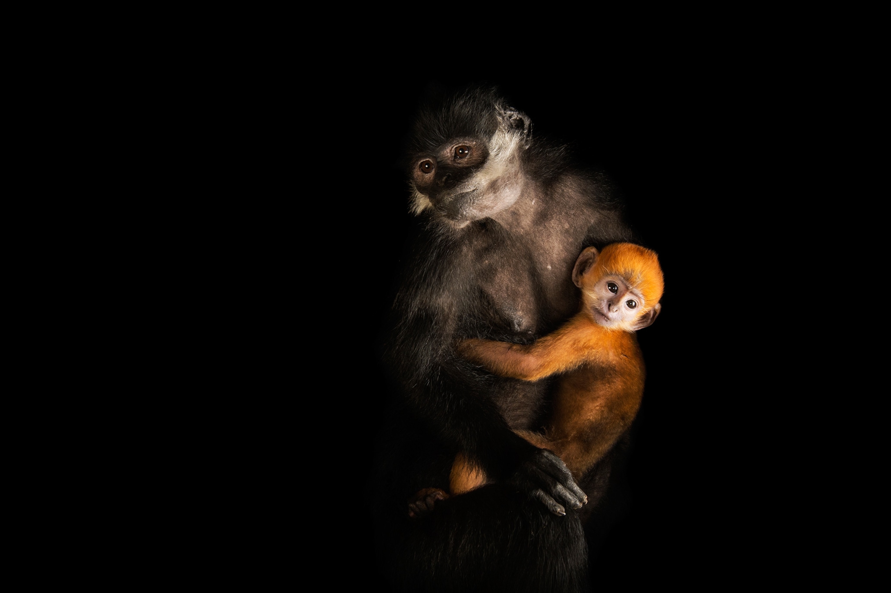 endangered Francois' langurs, Trachypithecus francoisi