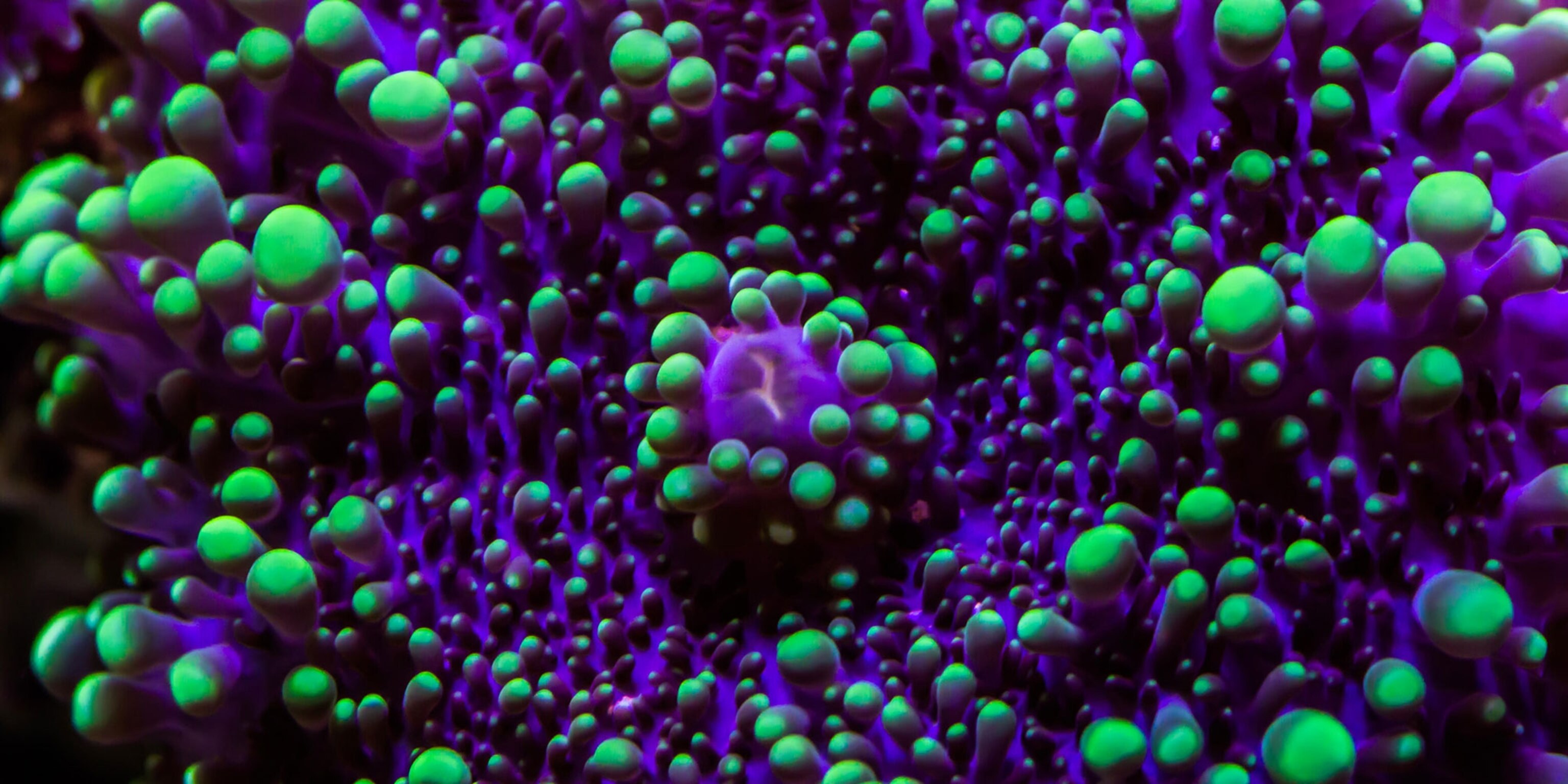 Operation Rock Bottom Investigates Florida S Aquarium Trade